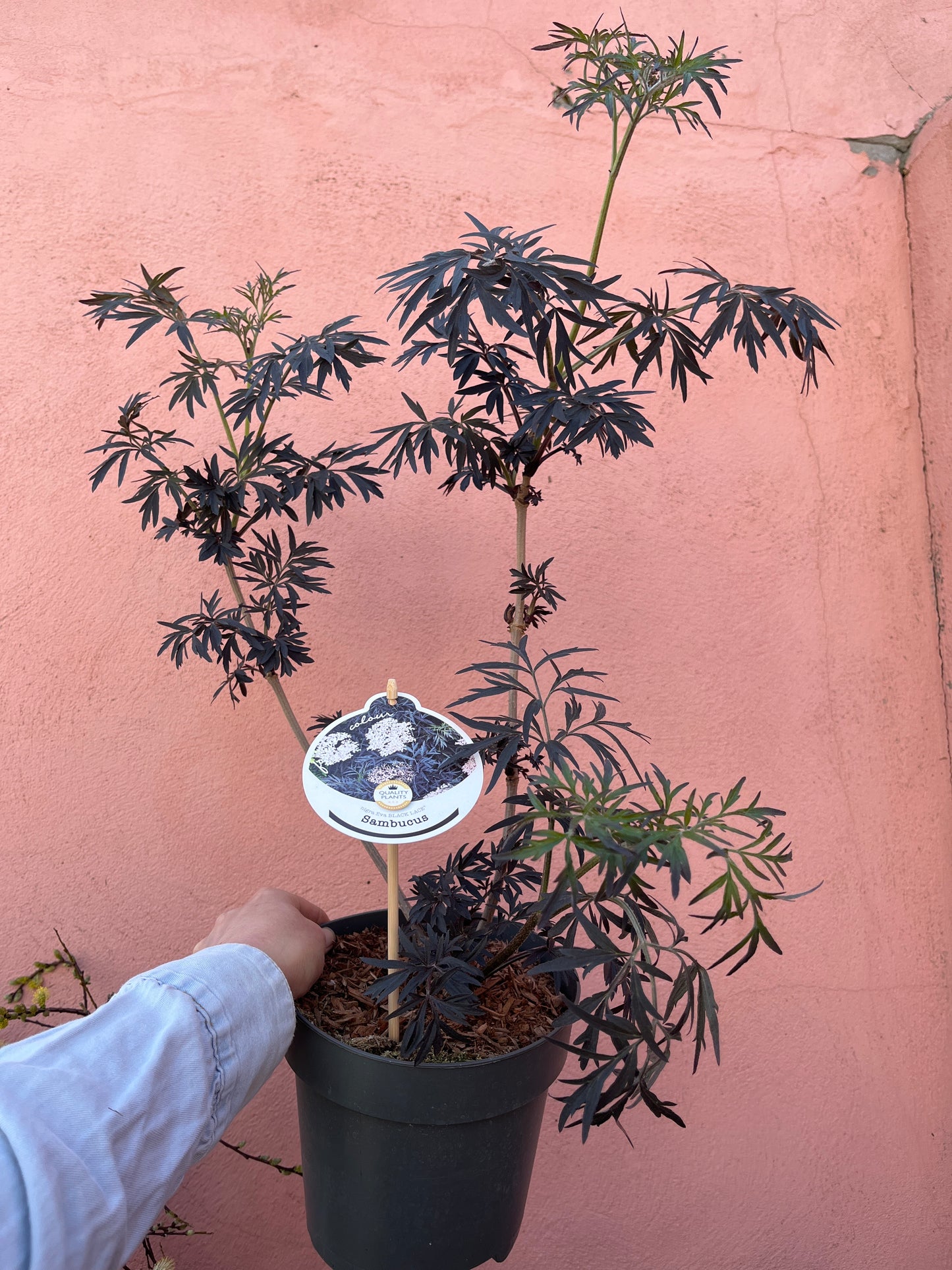 Sambucus nigra 'Black Lace' - Black Lace Elderberry, Black Lace Elder, and Cut-leaved Black Elder