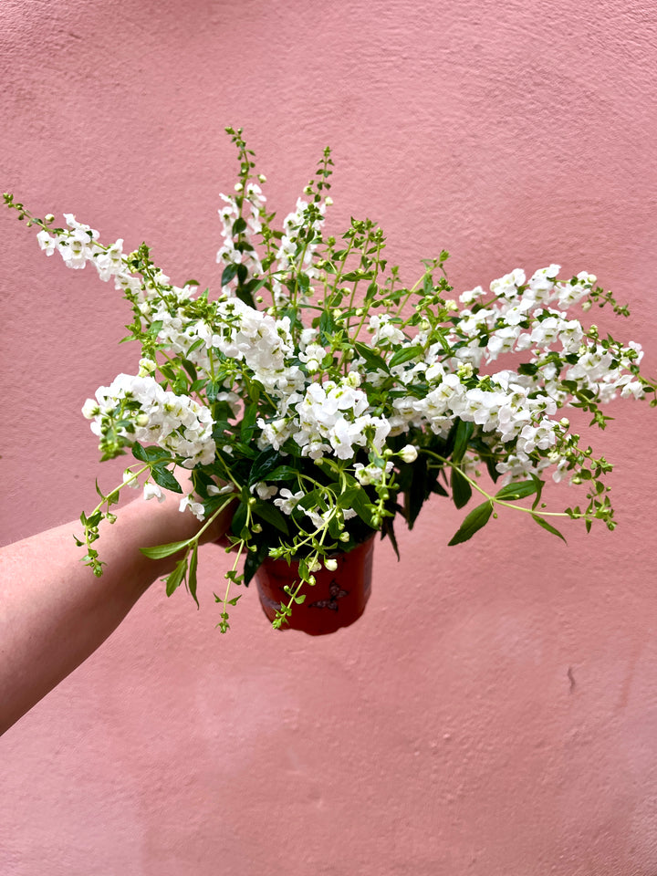 Angelonia angustifolia – Summer Snapdragon.