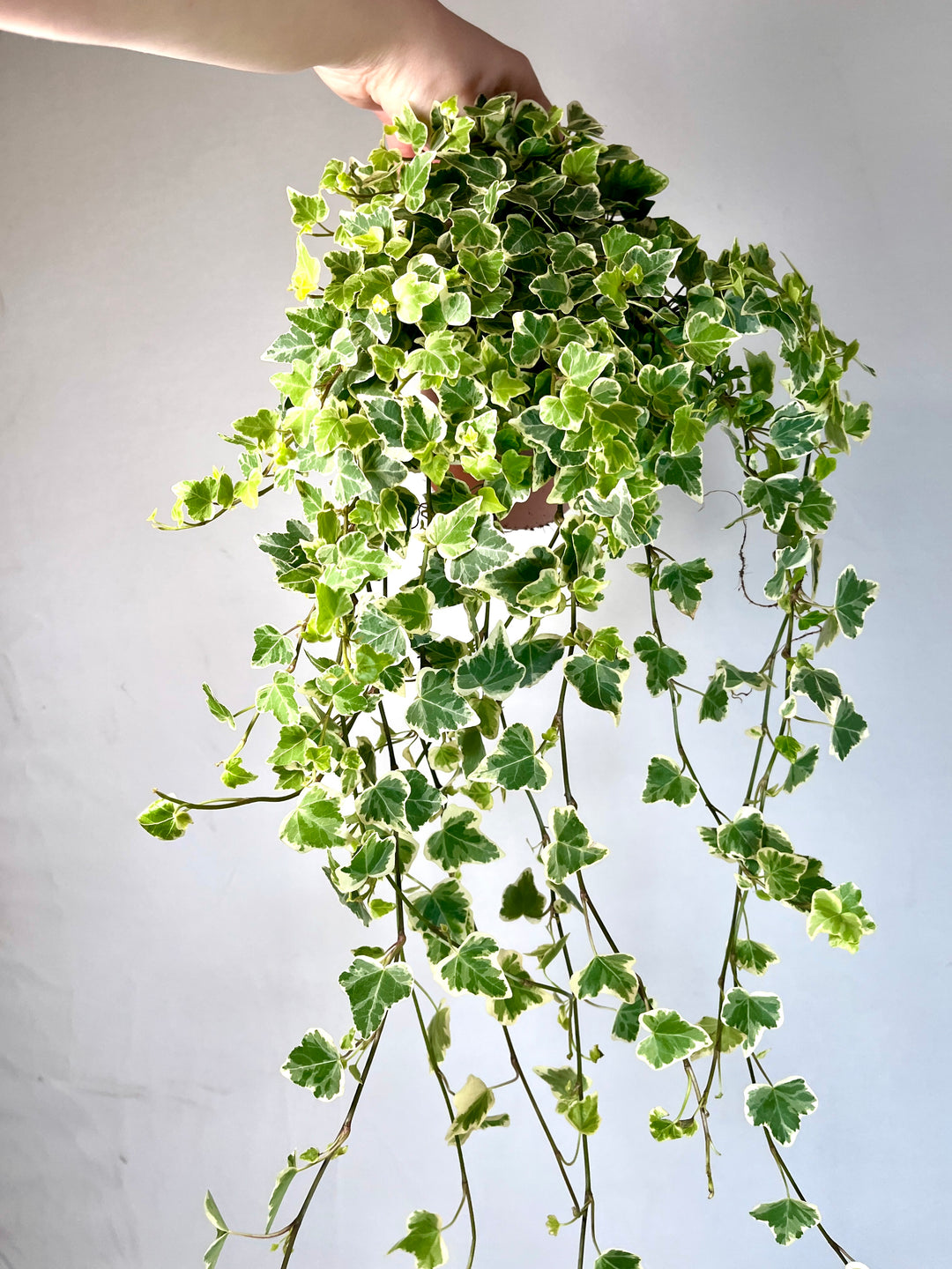 Hedra White Wonder -Ivy