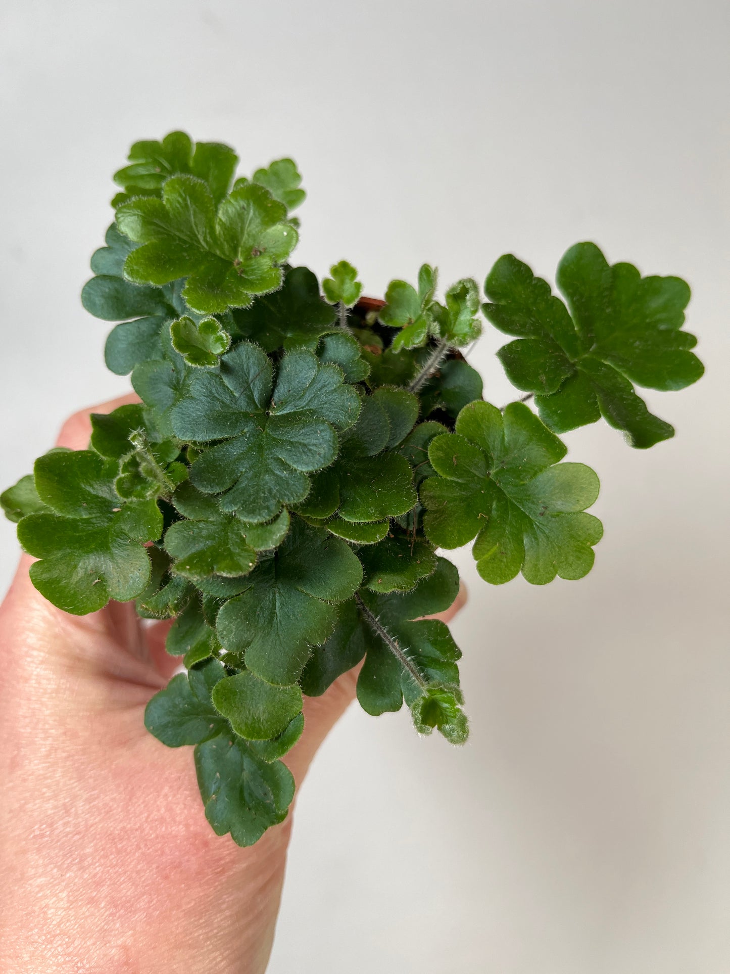 Doryopteris cordata -hand fern