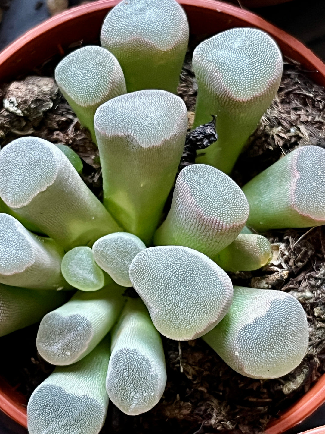 Lithops – Lucky Dip Living Stones