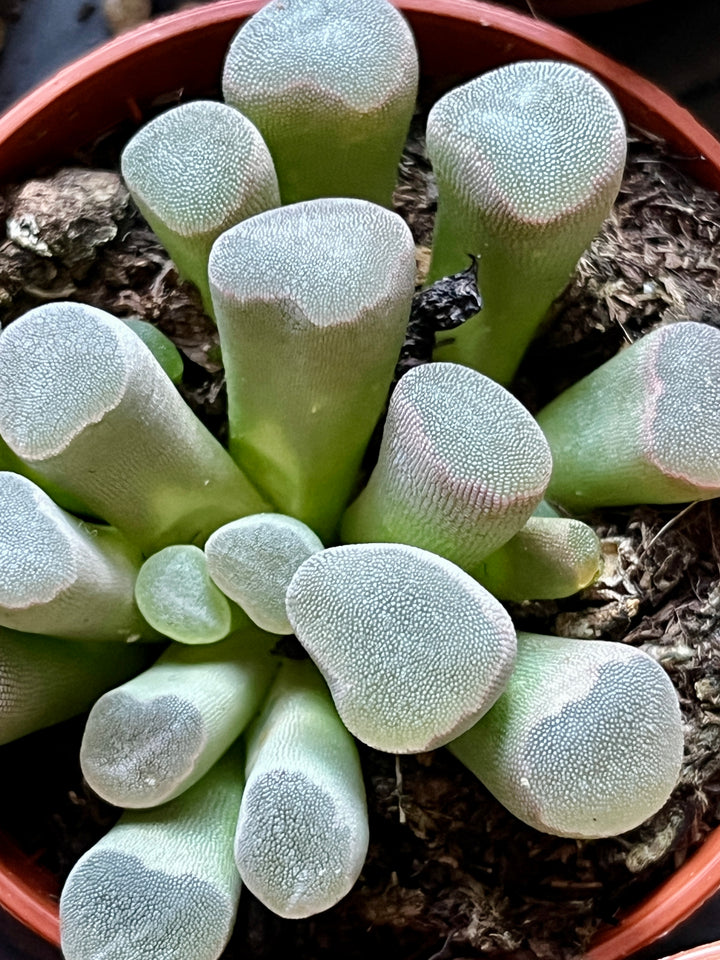 Lithops – Lucky Dip Living Stones