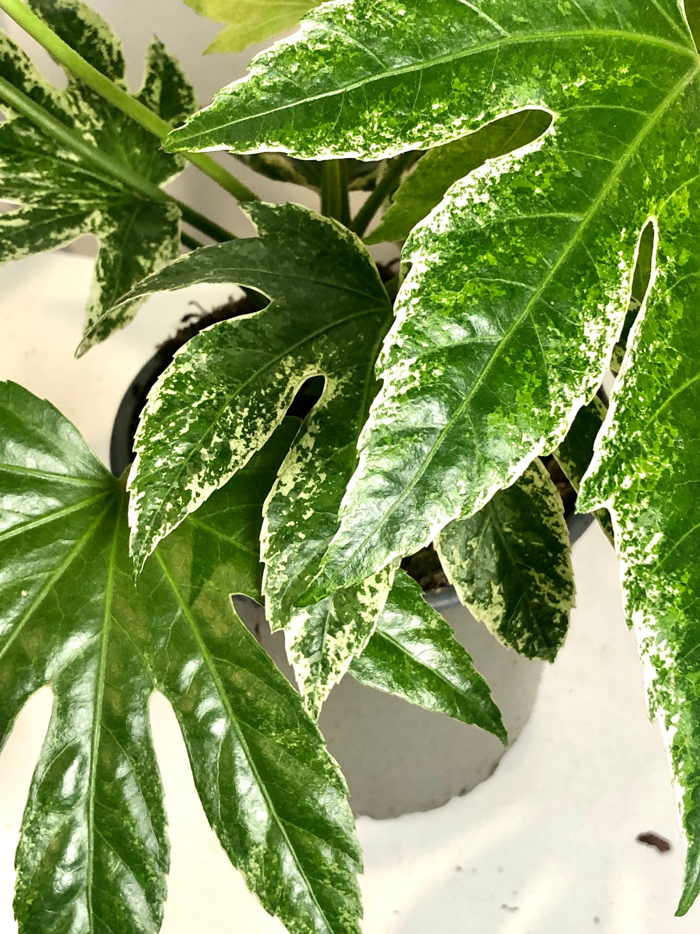 Fatsia Spider Web