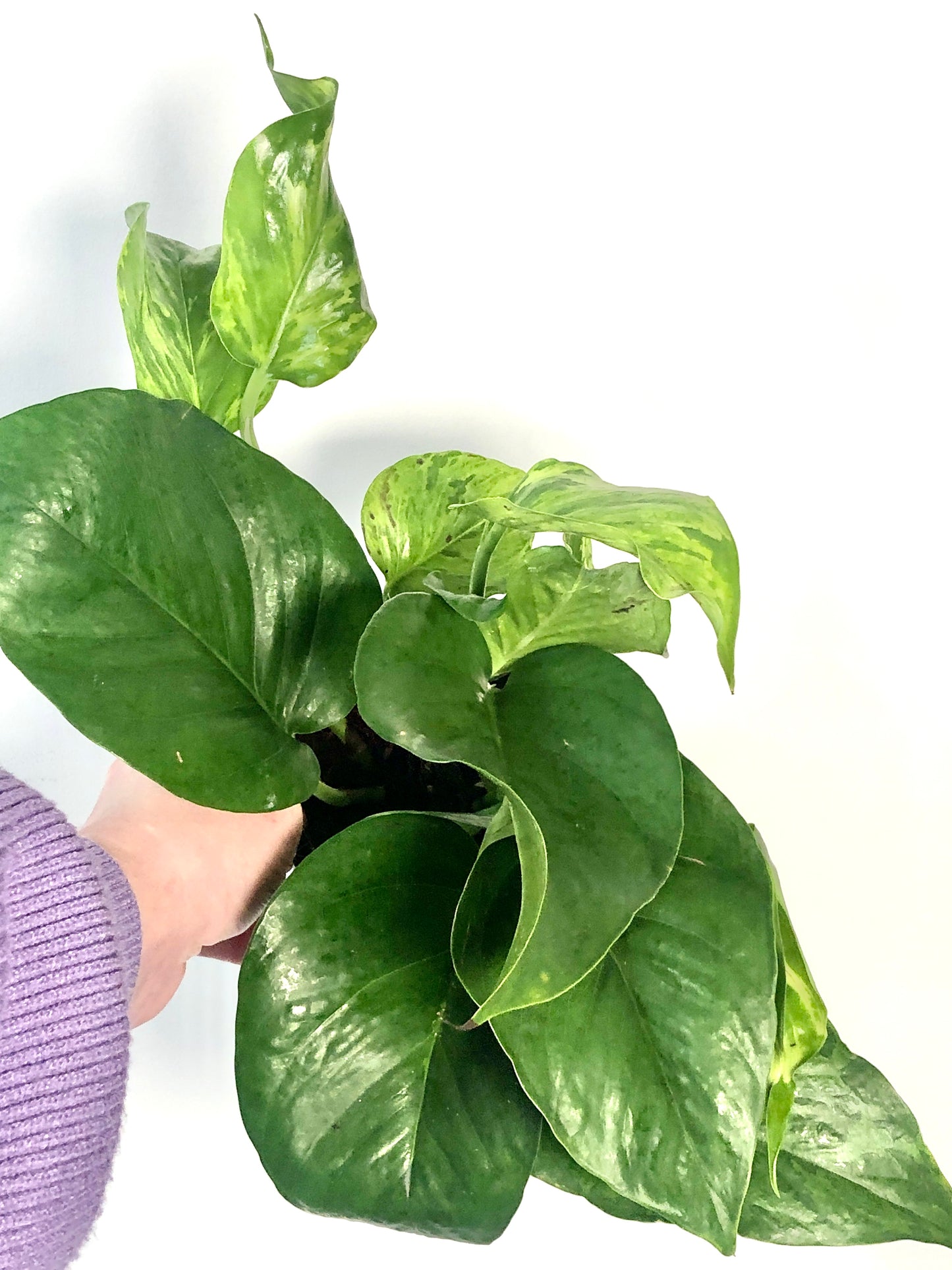 Epipremnum Marble Green Pothos