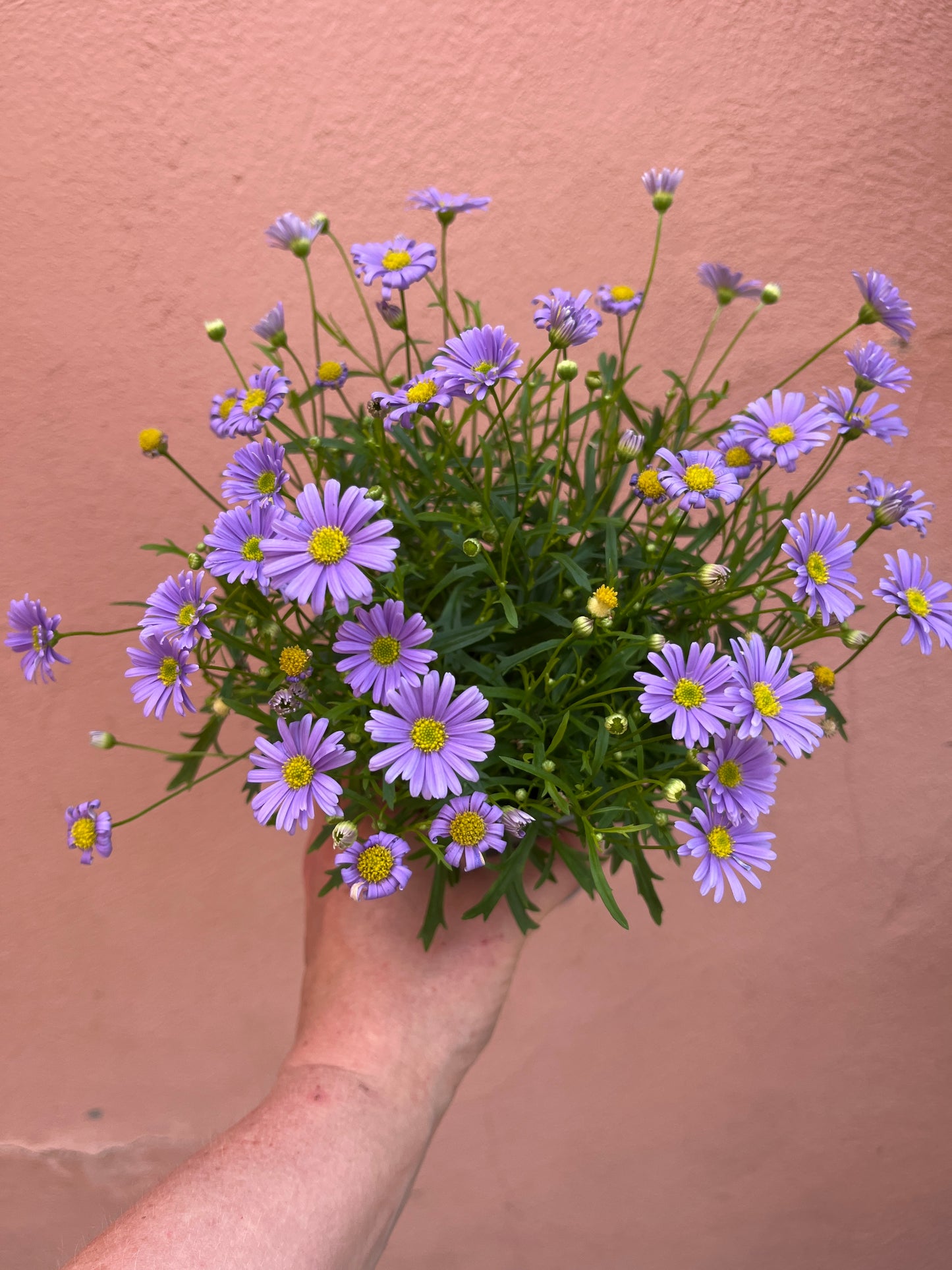 Brachycome ‘Mauve Delight - Swan River Daisy