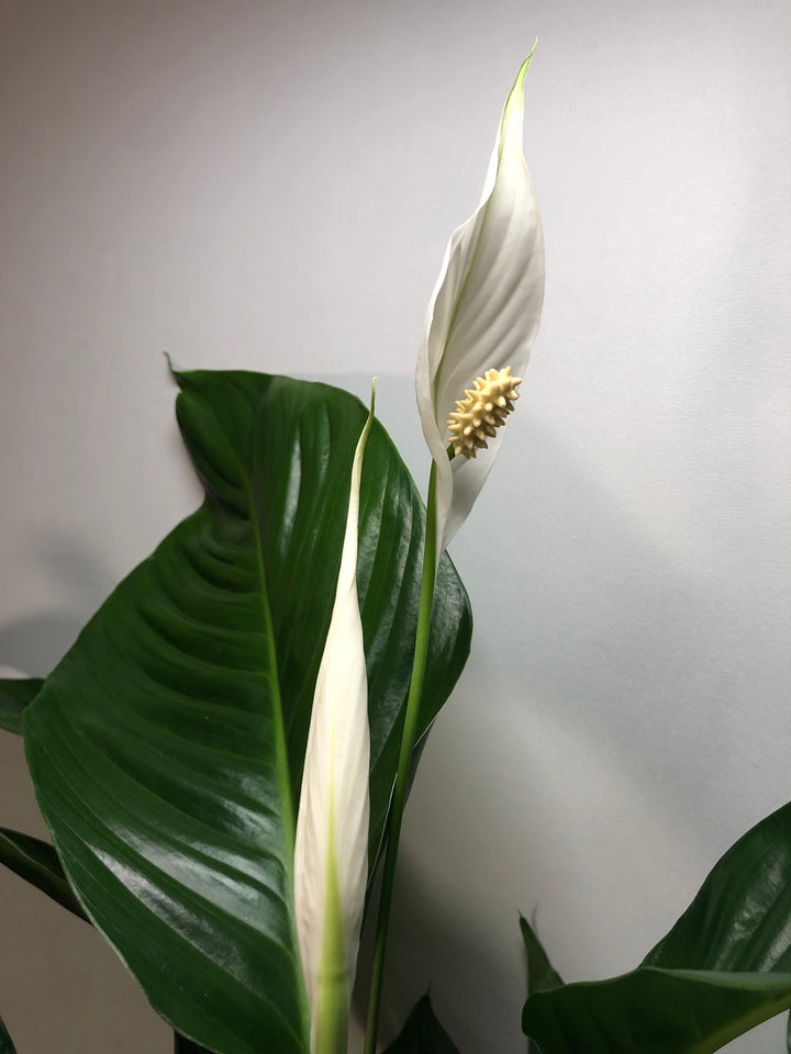 Spathiphyllum Sweet  Silvio - peace lilly