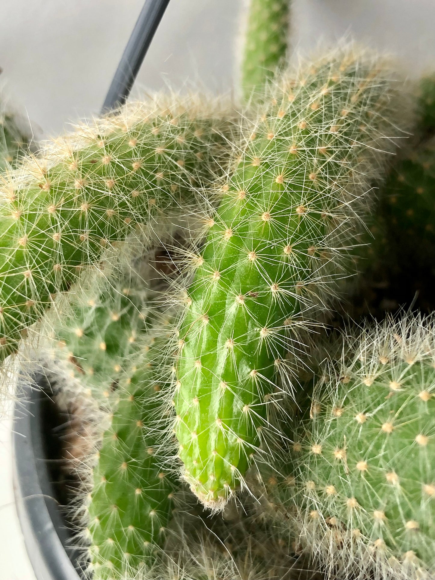 Hildewintera Colademonis or Cleistocactus Colademonis - Monkey tail Cactus