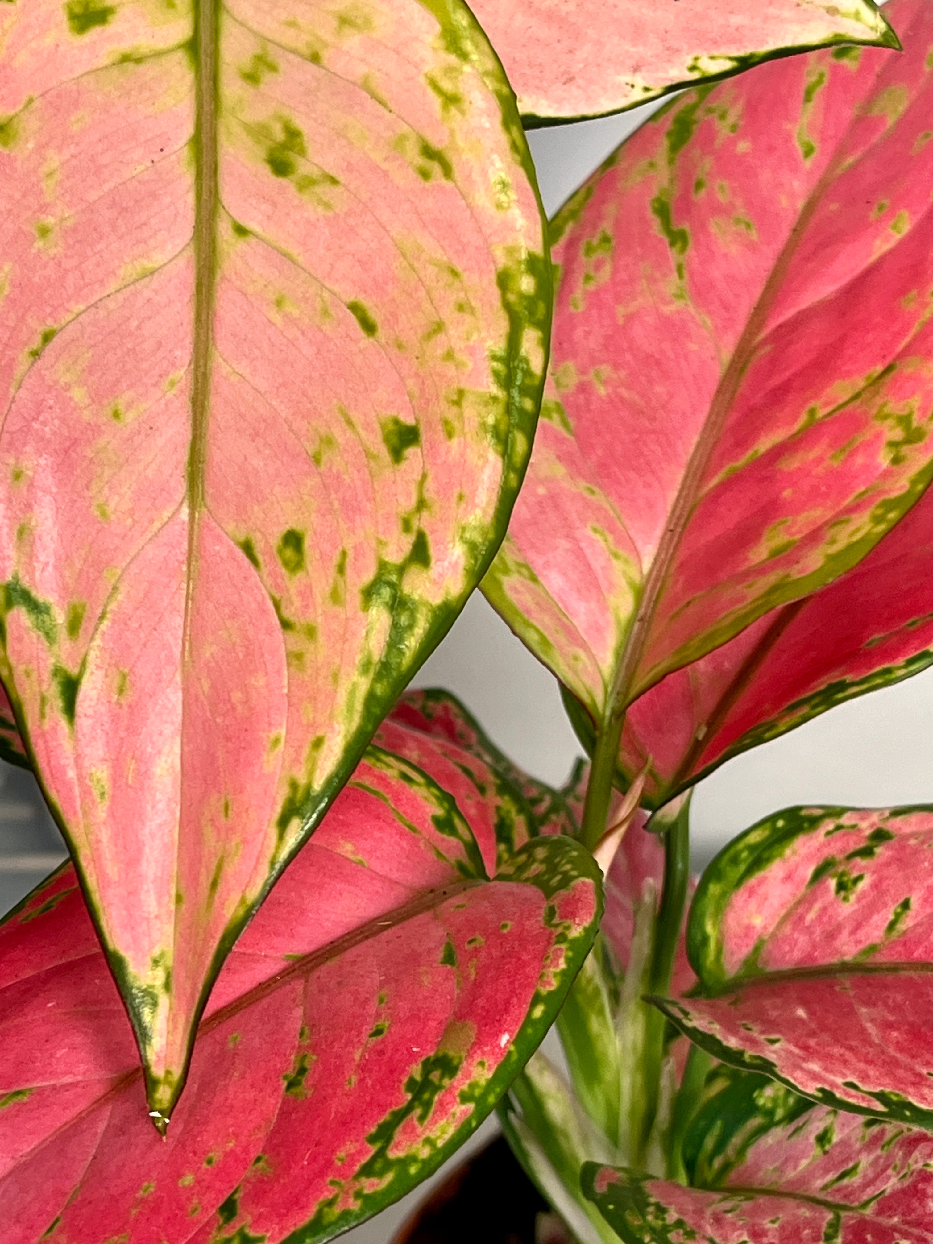 15+ Aglaonema Pink Aglaonema pink – Plant Studio