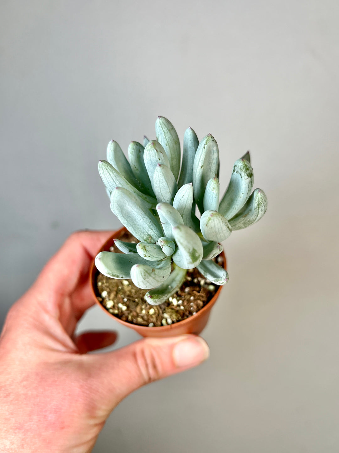 Curio repens - Senecio serpens - Blue Chalksticks