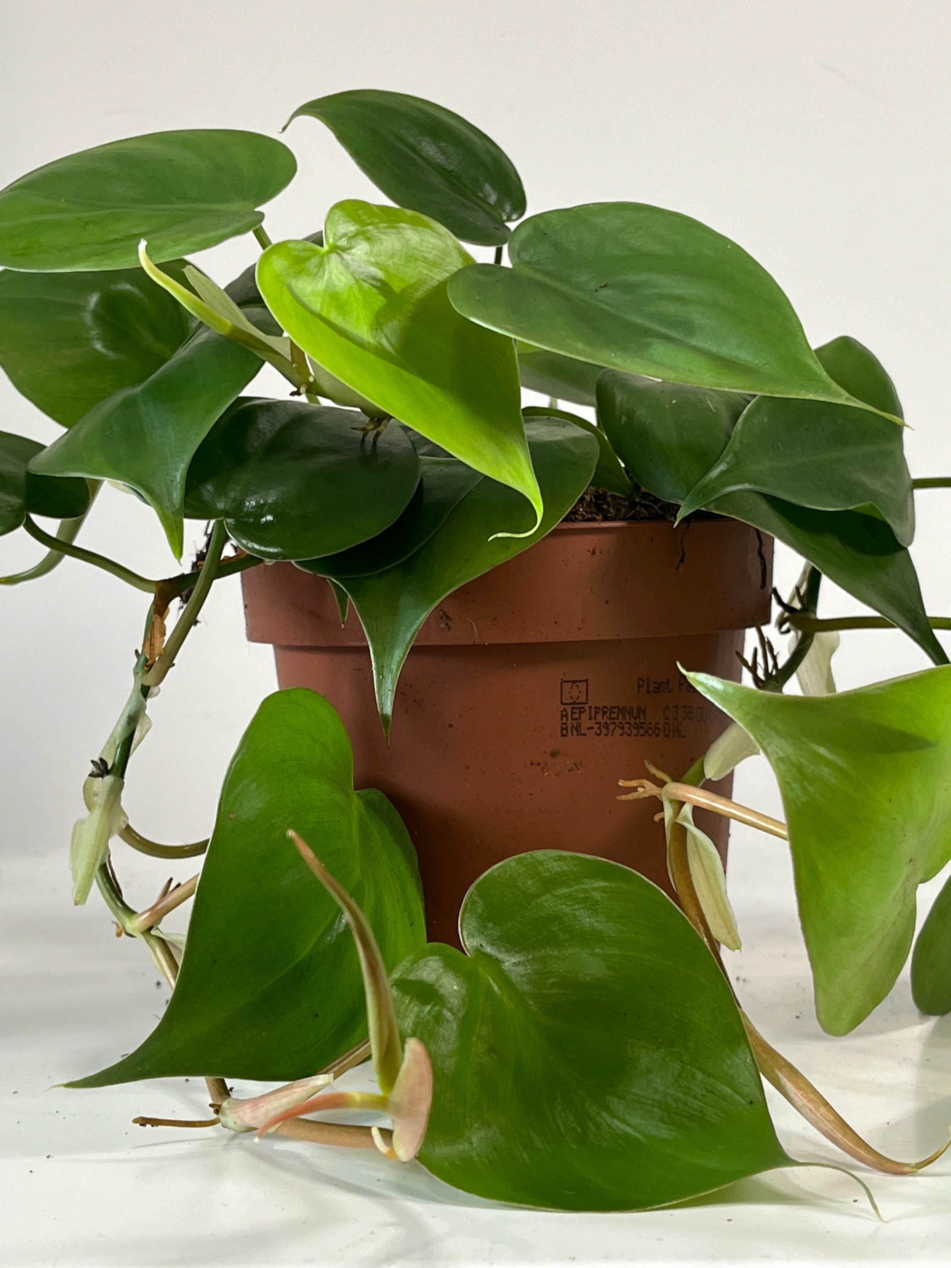 heart leaf philodendron philodendron scandens Philodendron Scandens