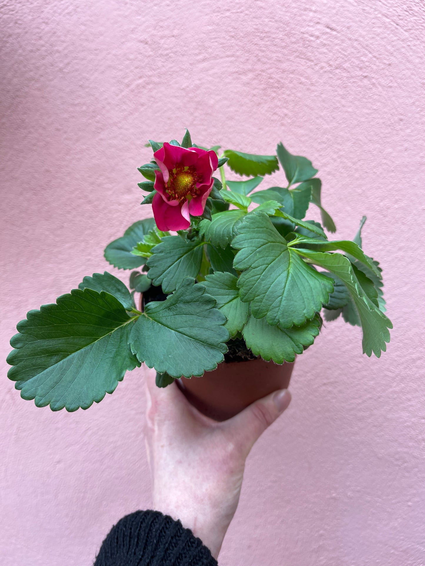 Fragaria 'Toscana' - ornamental edible strawberry