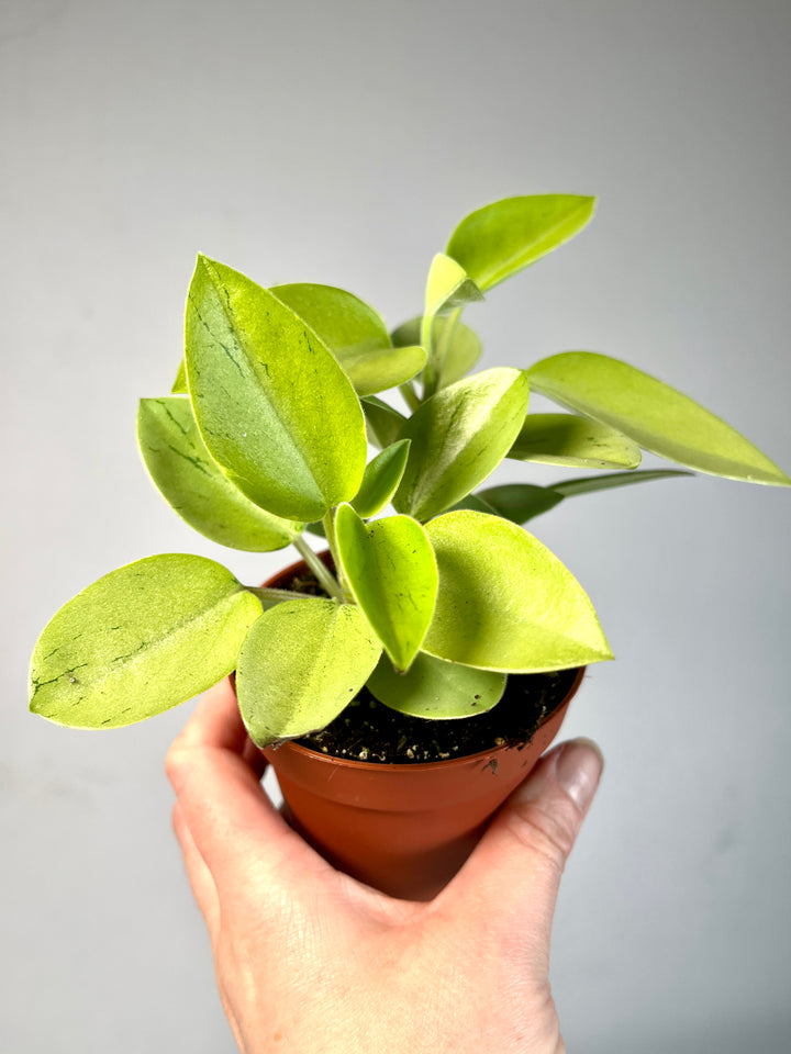 Peperomia Pixie Varigated
