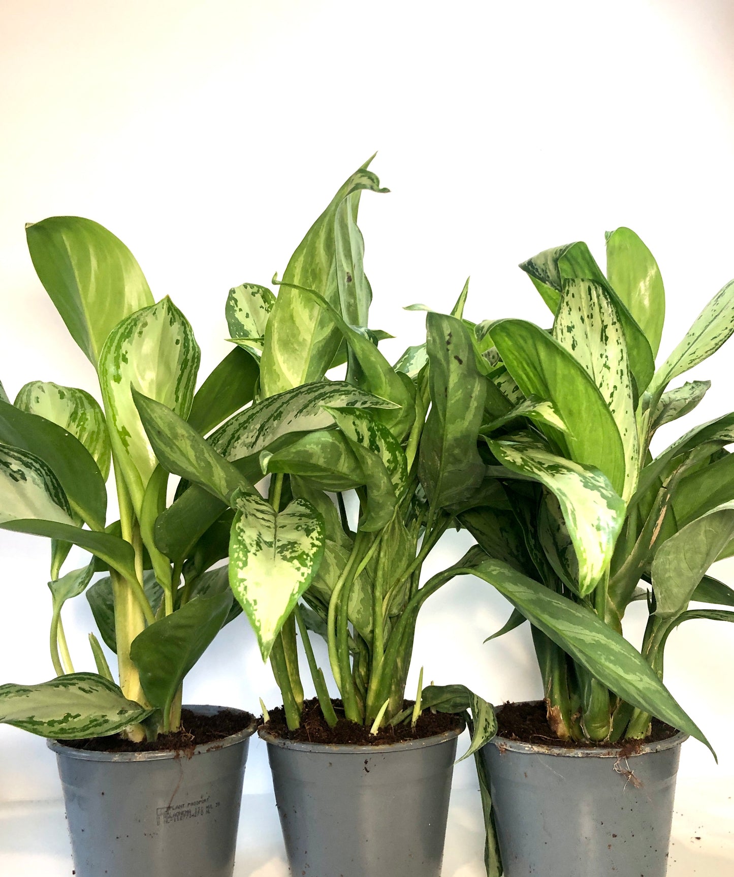 Aglaonema Mix