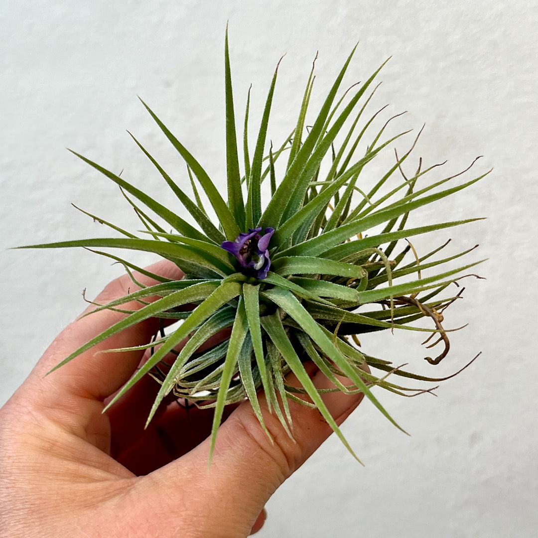 Tillandsia Lucky Dip – Mystery Air Plant Magic