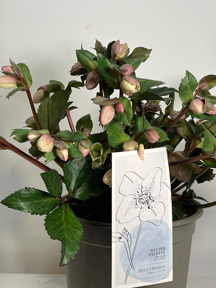 Helleborus Pirouette
