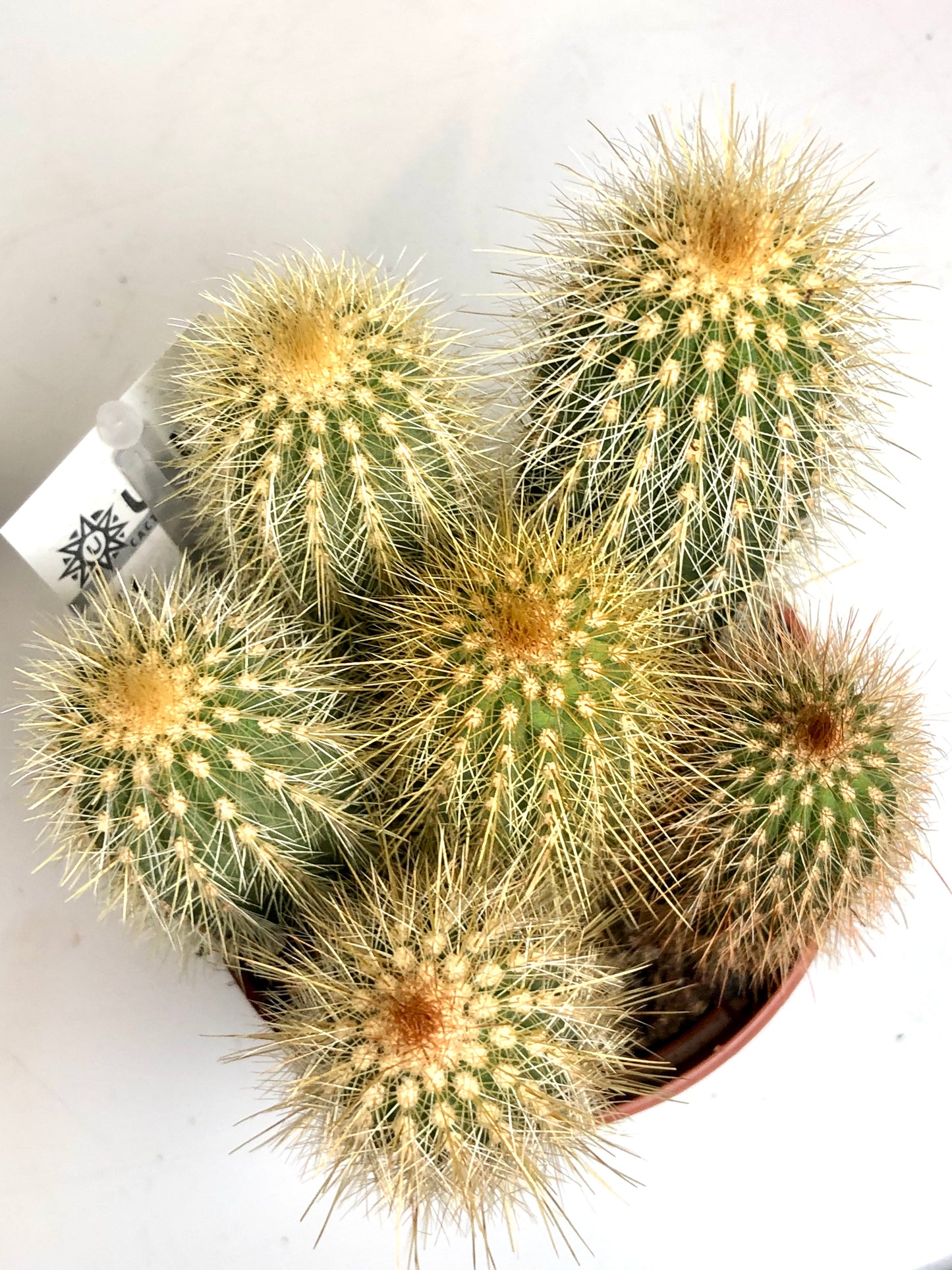Cereus cacti Mix