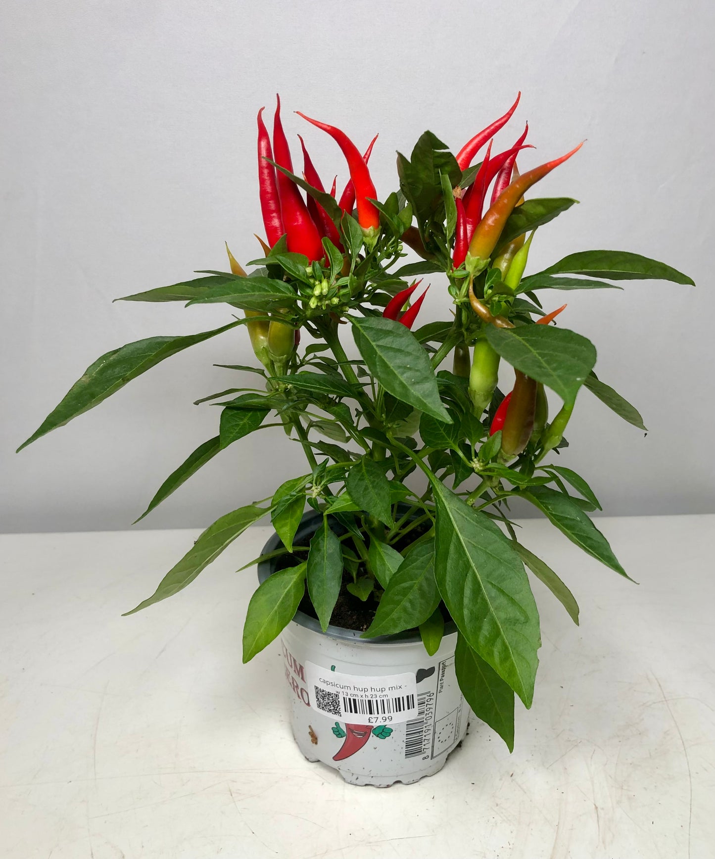 Capsicum Hup Hup Mix - Chilie
