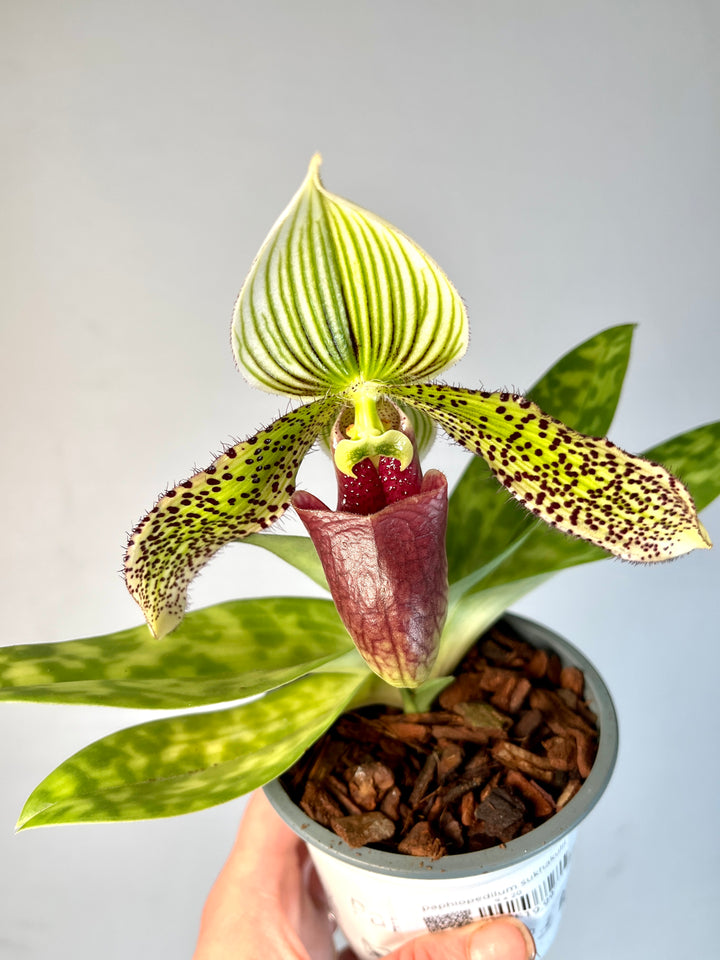 Paphiopedilum sukhakulii - Venus Slipper Orchid
