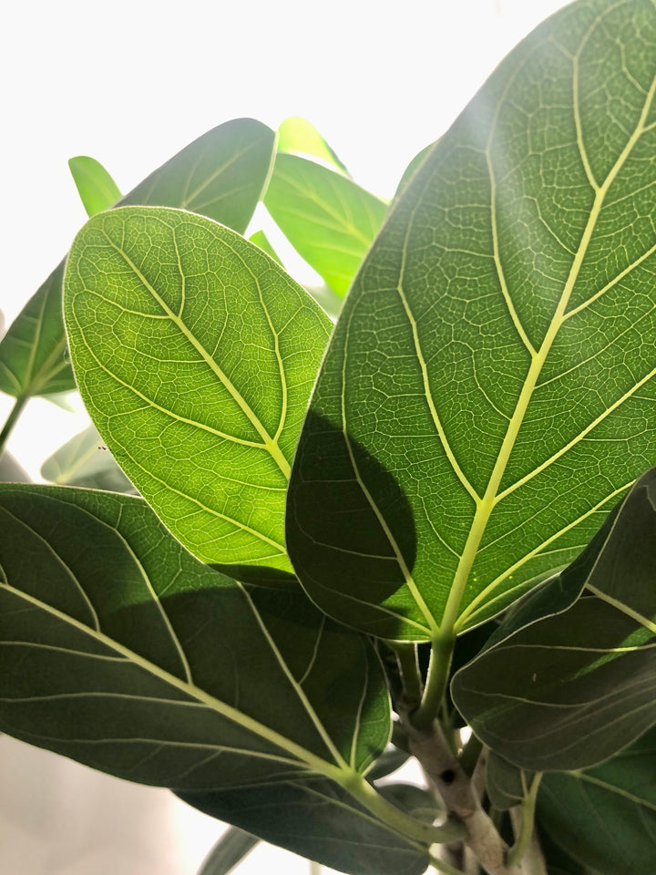 Ficus Altissima