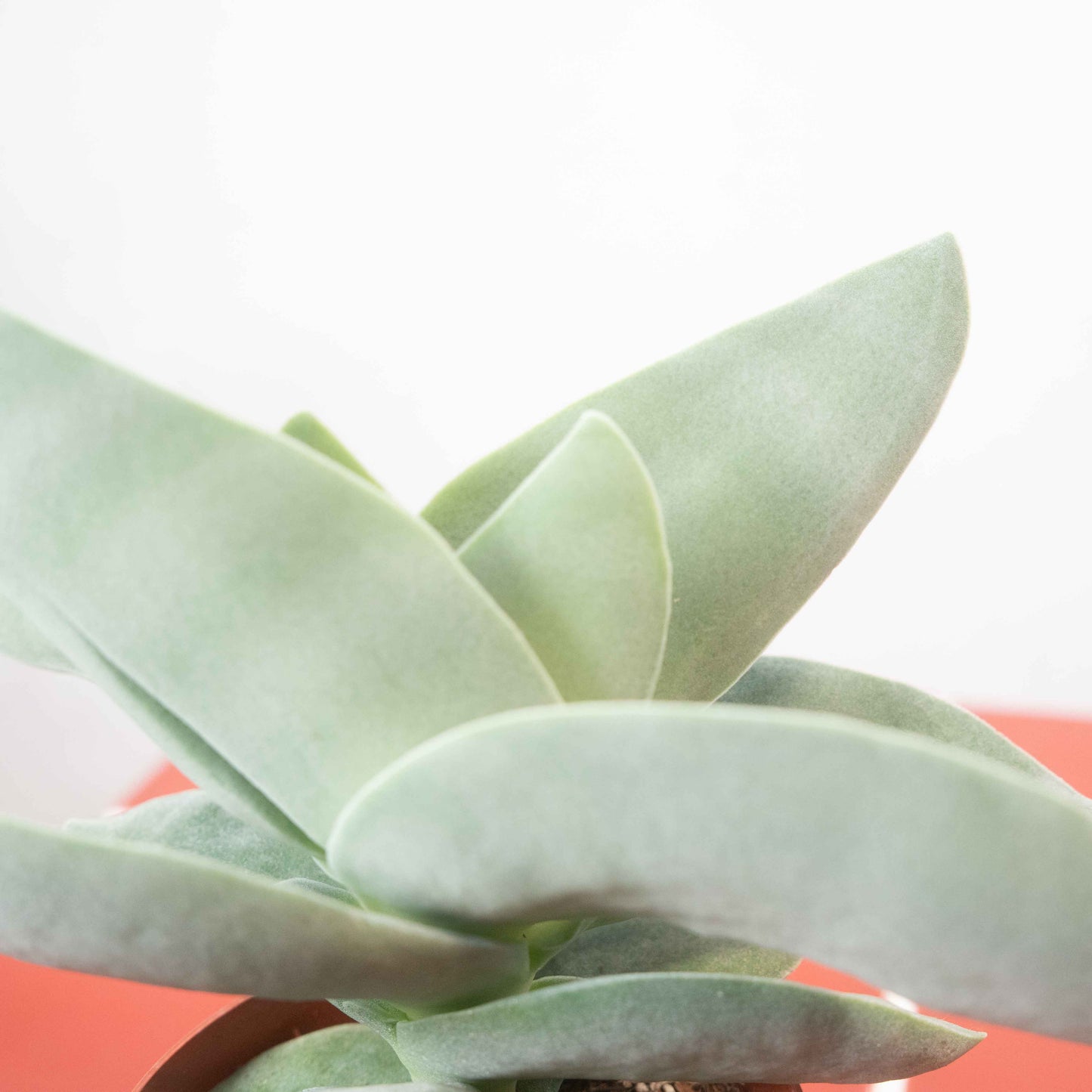 Crassula perfoliata var. falcata ‘Boomerang’ - Crassula ‘Boomerang’