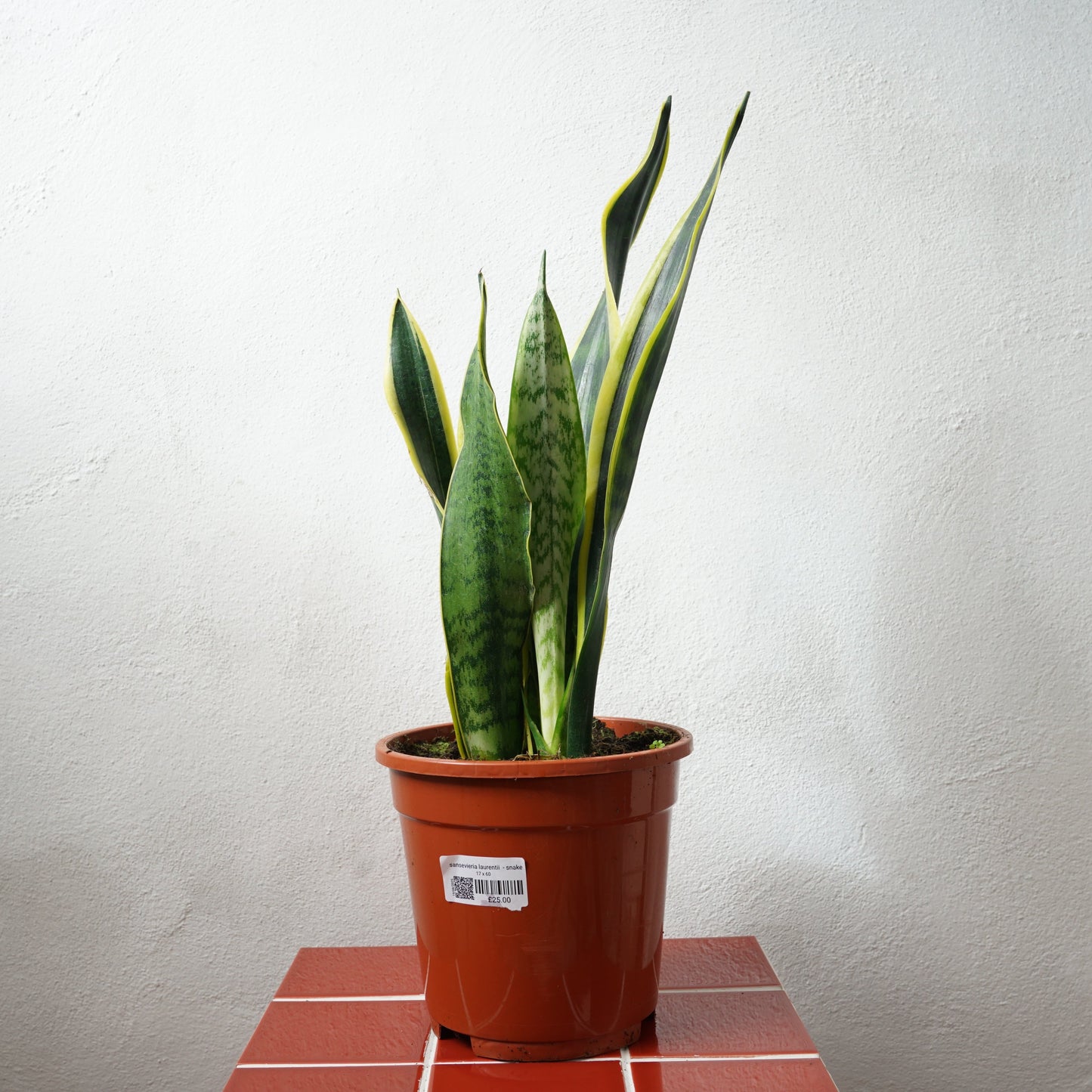 Sansevieria Laurentii - Snake Plant
