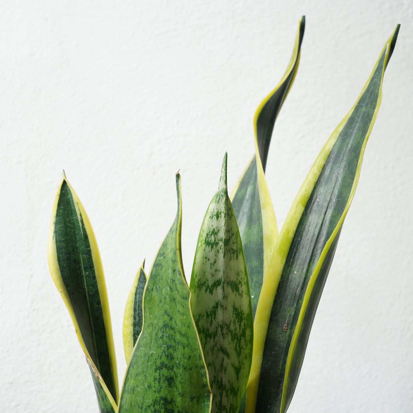 Sansevieria Laurentii - Snake Plant