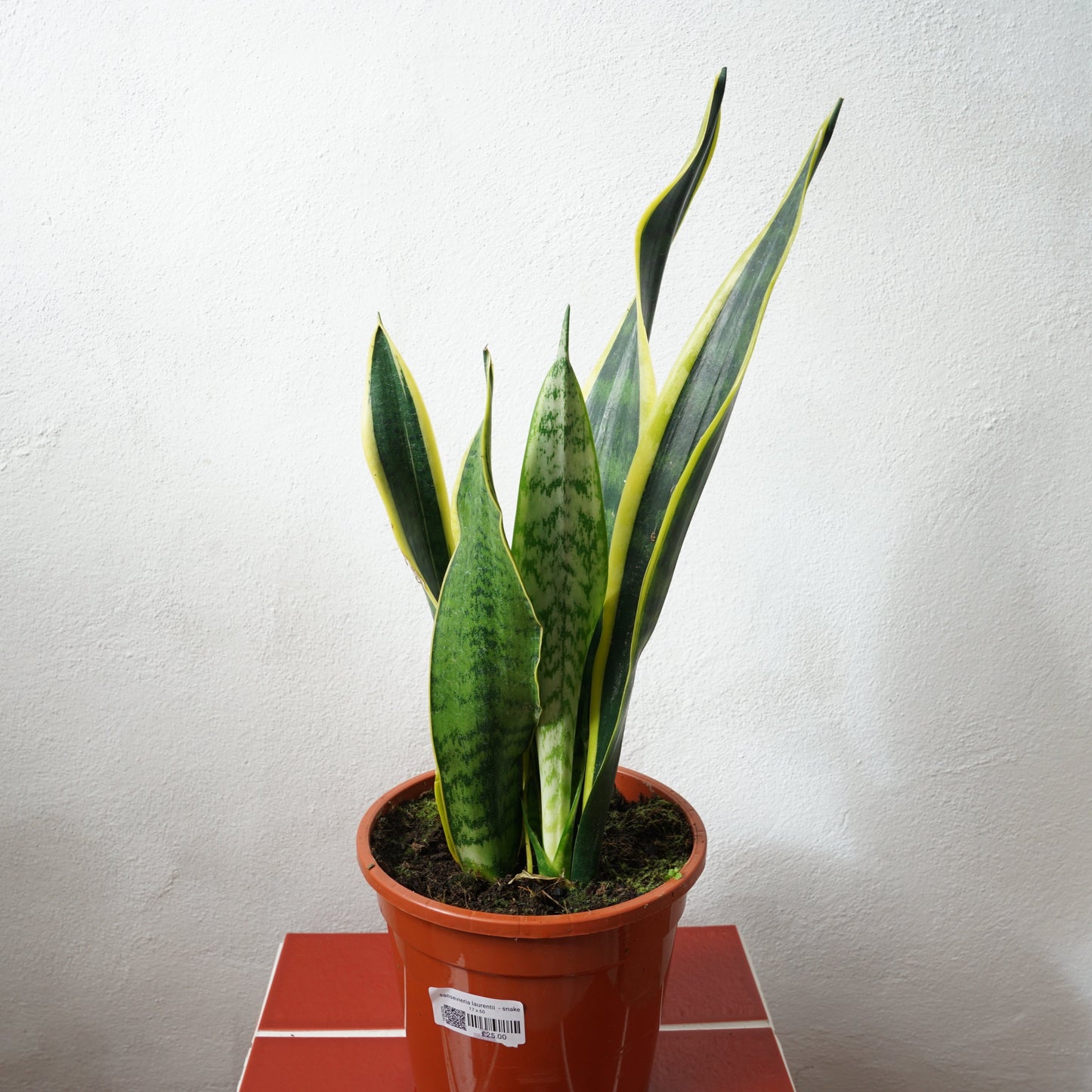 Sansevieria Laurentii - Snake Plant