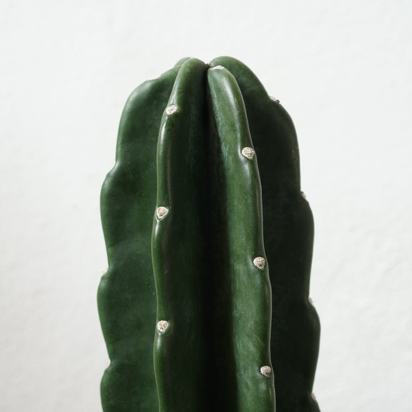 Cuddly Cactus -Cereus jamacaru hybrid- – Spineless Wonder