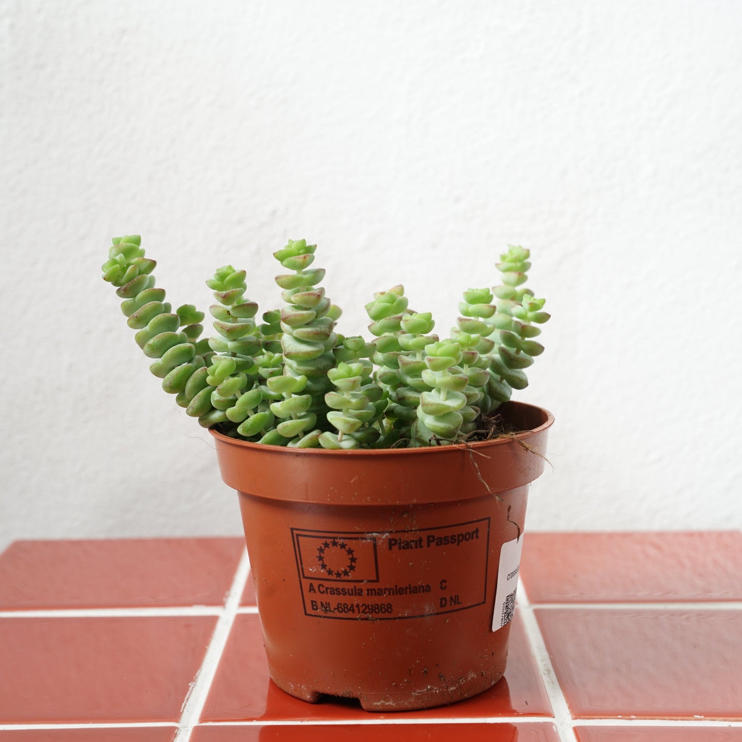 Crassula marnieriana – Jade Necklace Vine / Worm Plant