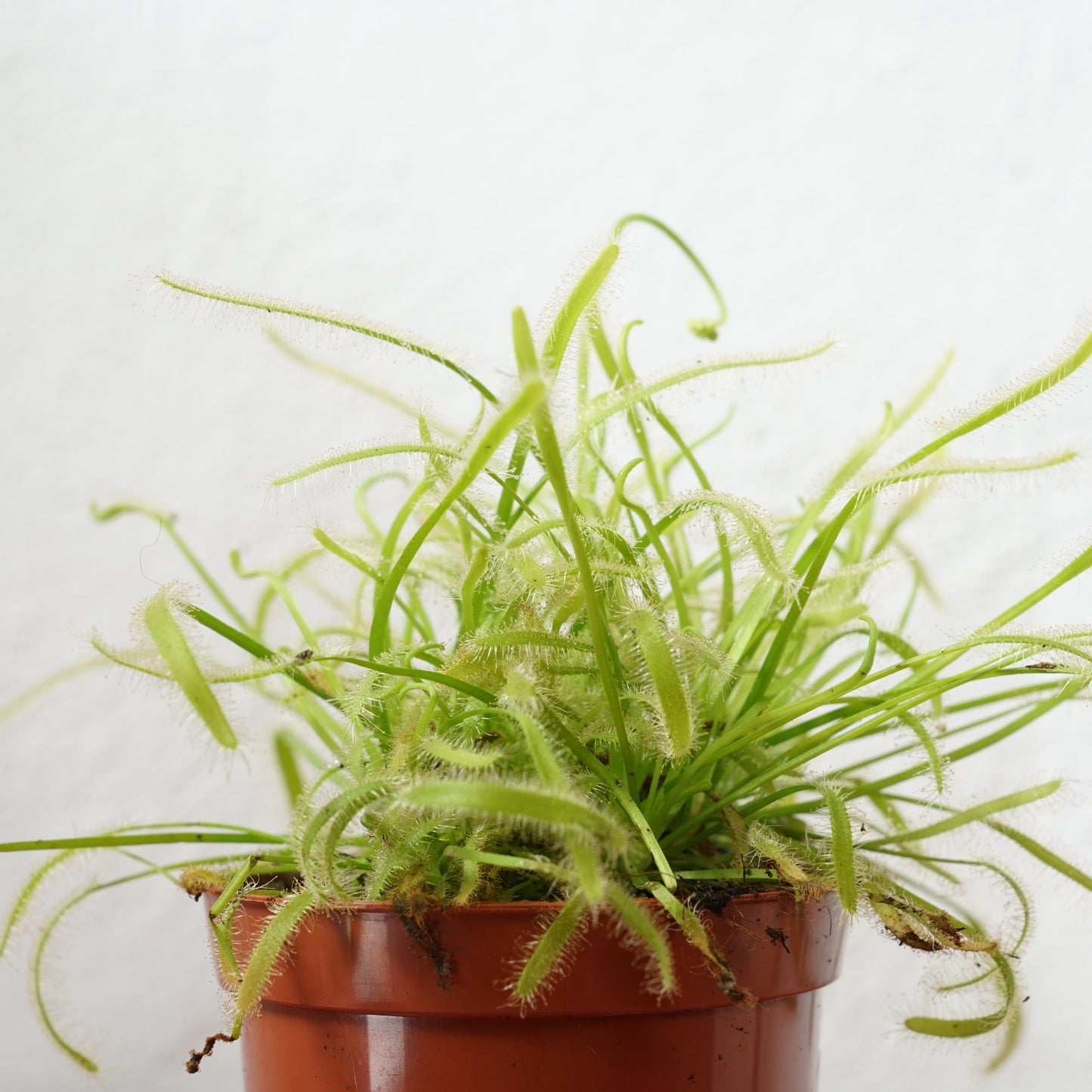 Drosera capensis ‘Alba’ – Cape Sundew (Green & White Form)