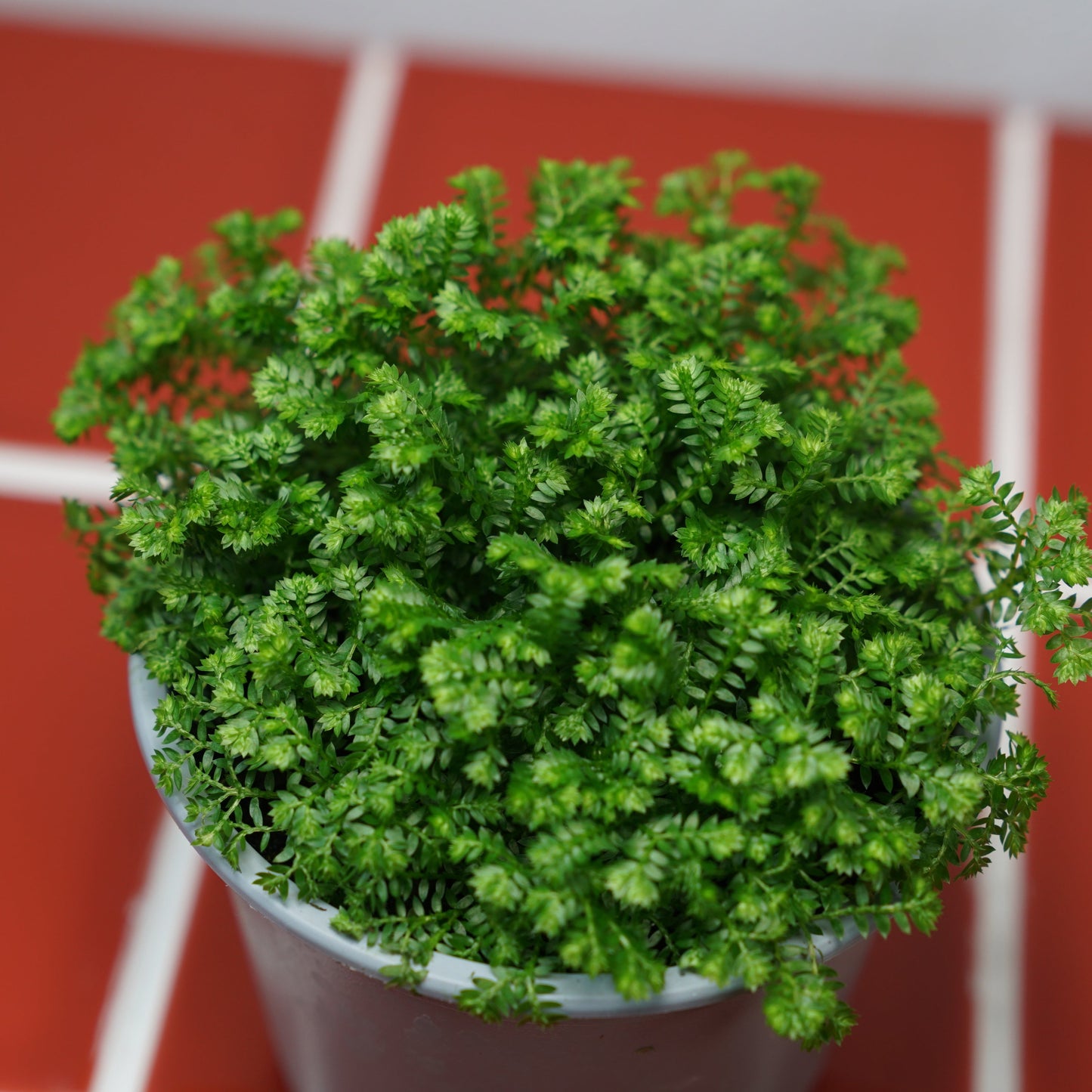 Selaginella apoda - Meadow spikemoss