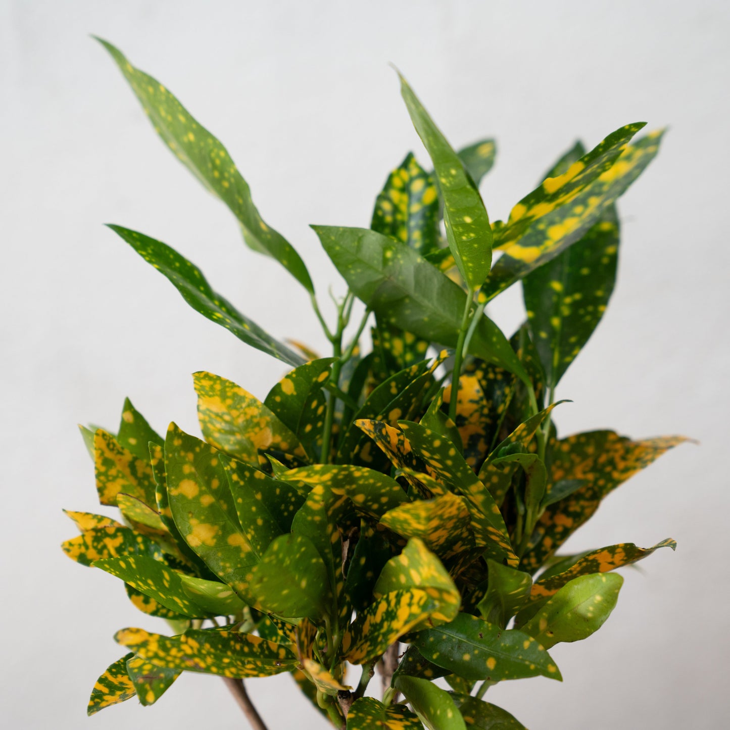 Codiaeum KL ‘Gold Sun’ – Croton