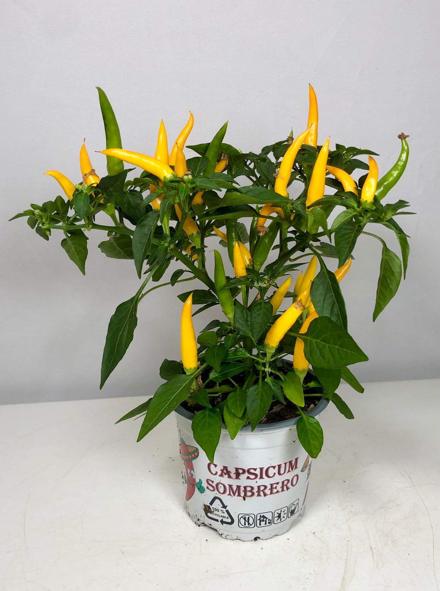 Capsicum Hup Hup Mix - Chilie