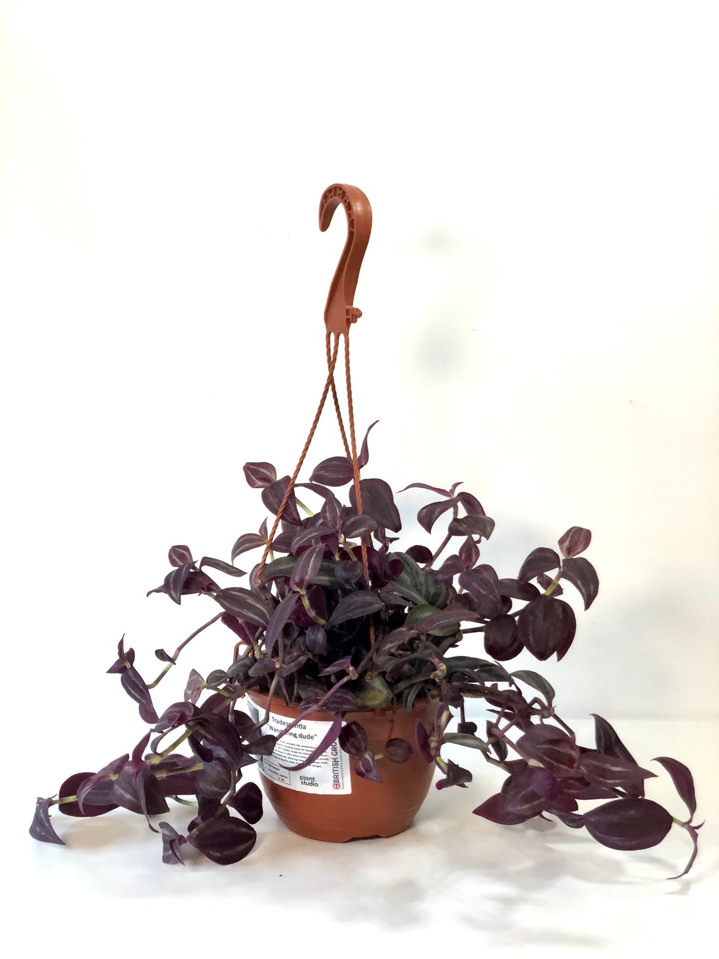 Tradescantia Zebrina