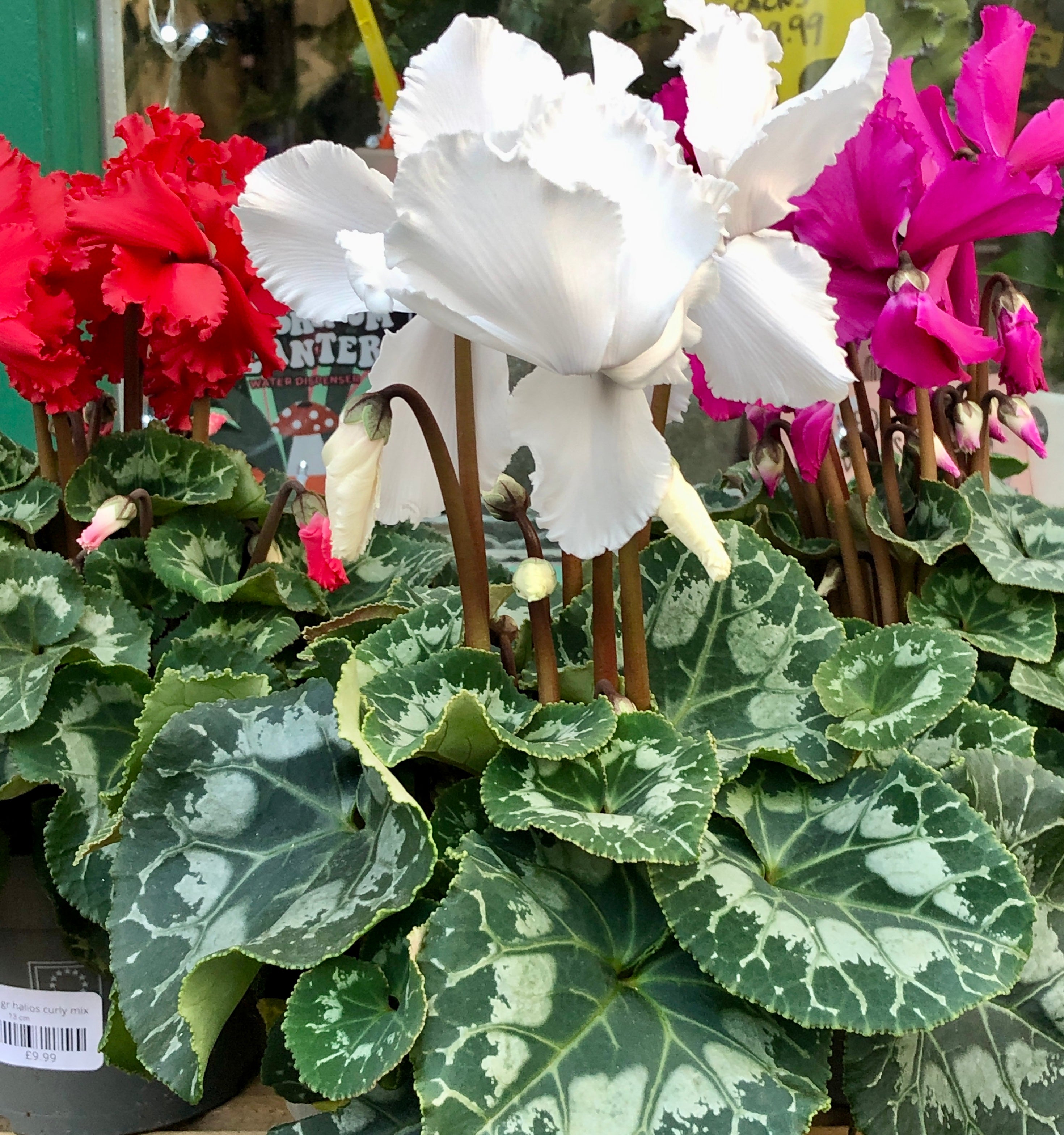 potting mix for cyclamen Cyclamen Gr Halios Curly mix – Plant Studio