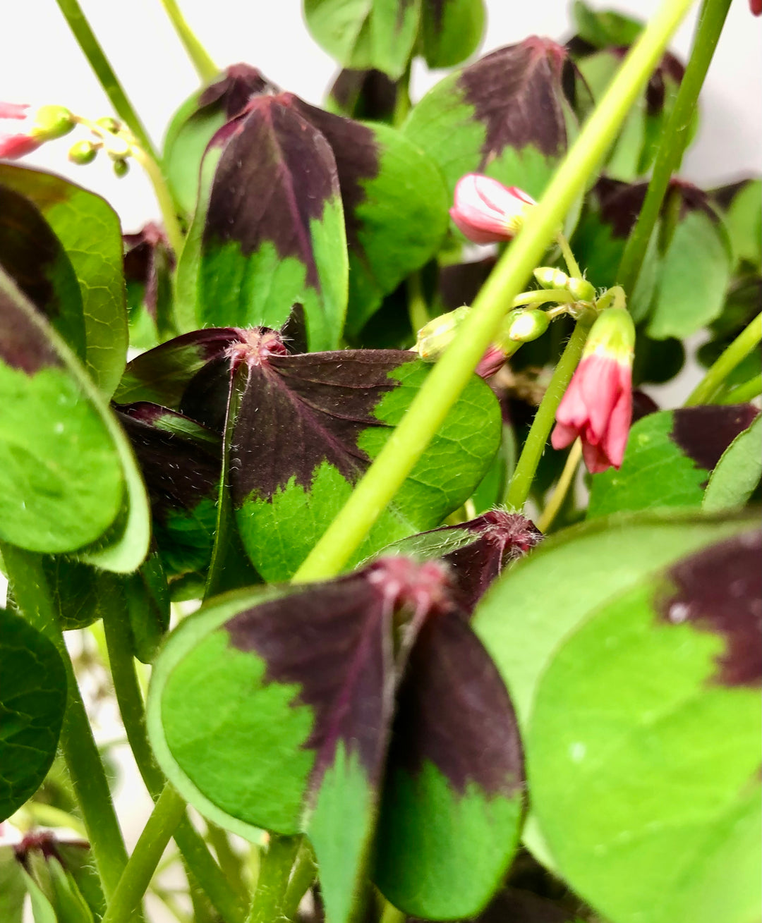 Oxalis Iron Cross - False Shamrock