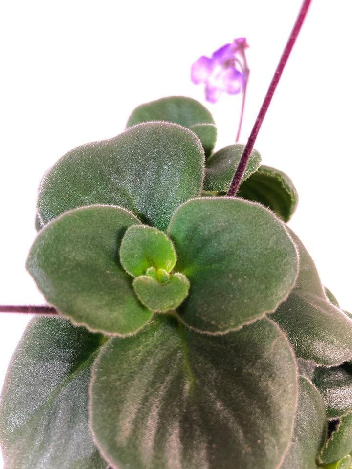 Streptocarpus Saxorum