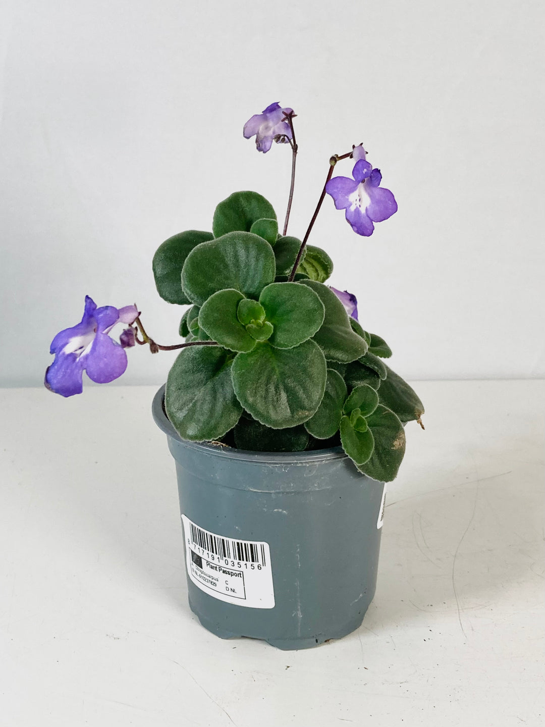 Streptocarpus Saxorum