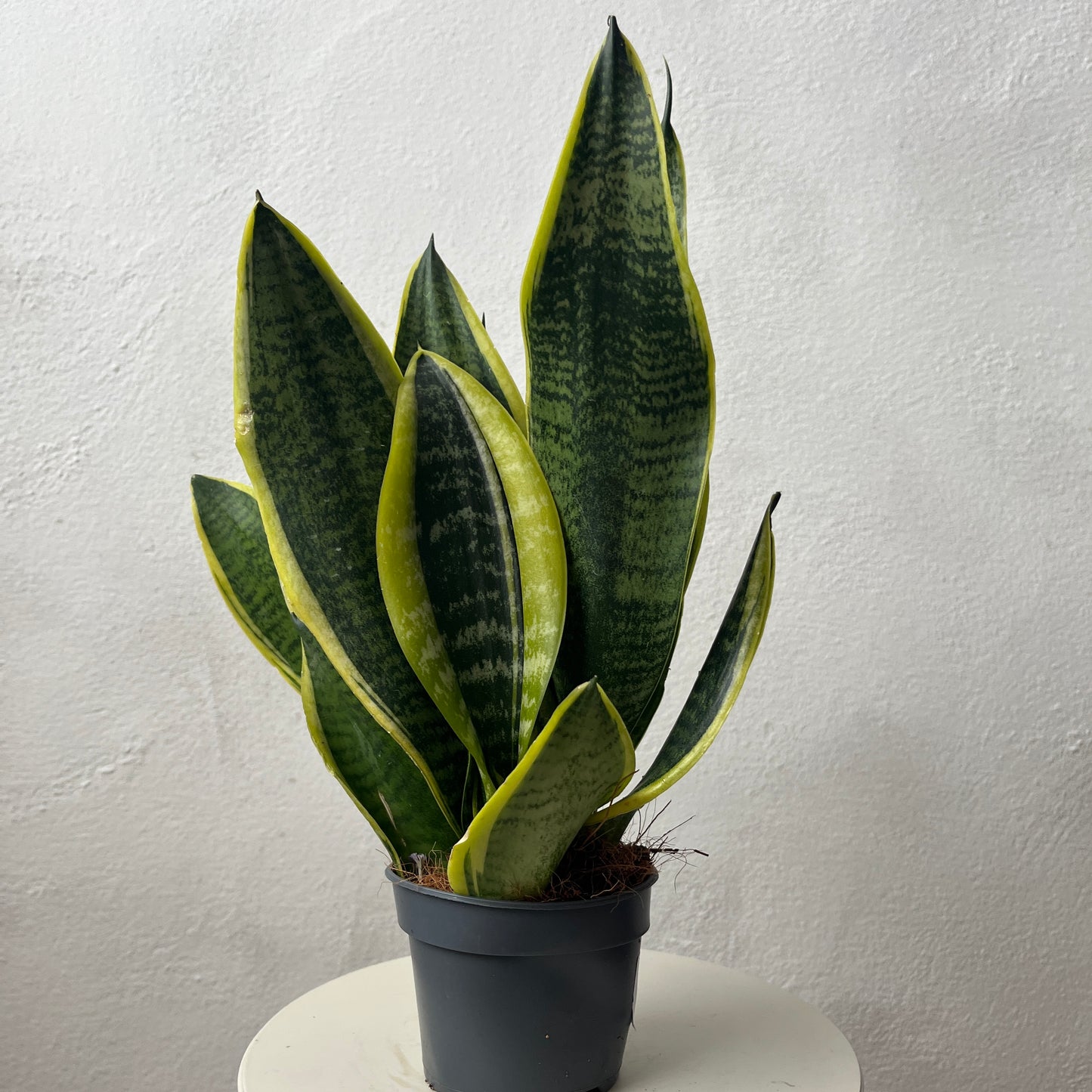 Sansevieria Trifasciata Futura Superba -Snake Plant