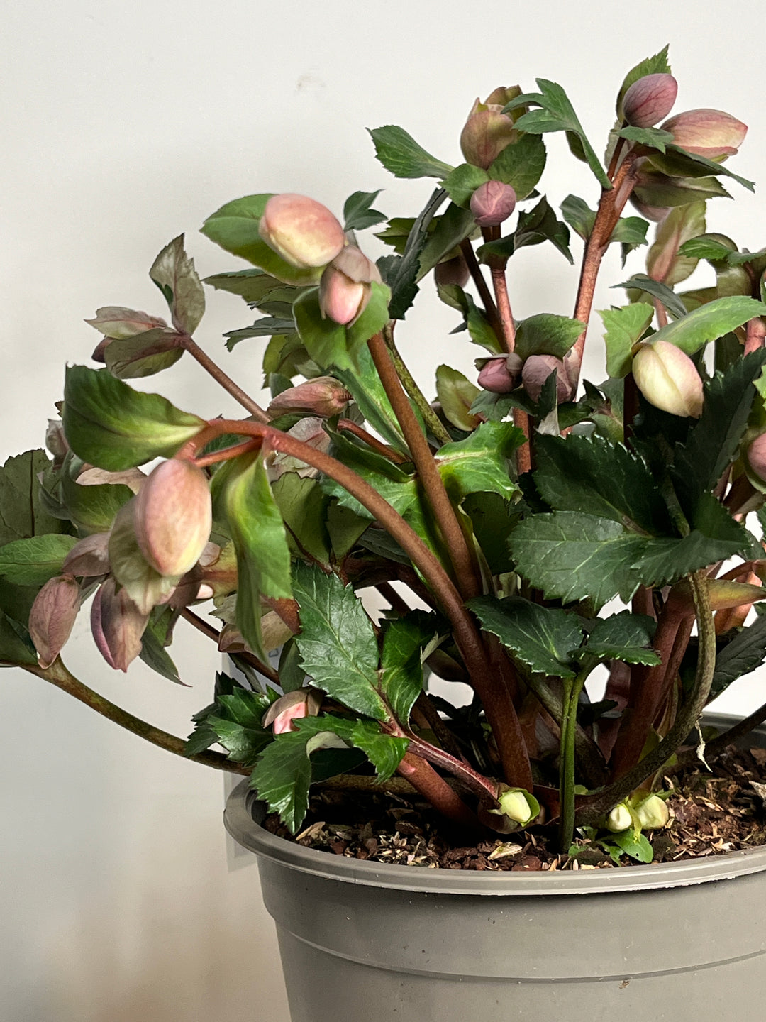 Helleborus Pirouette
