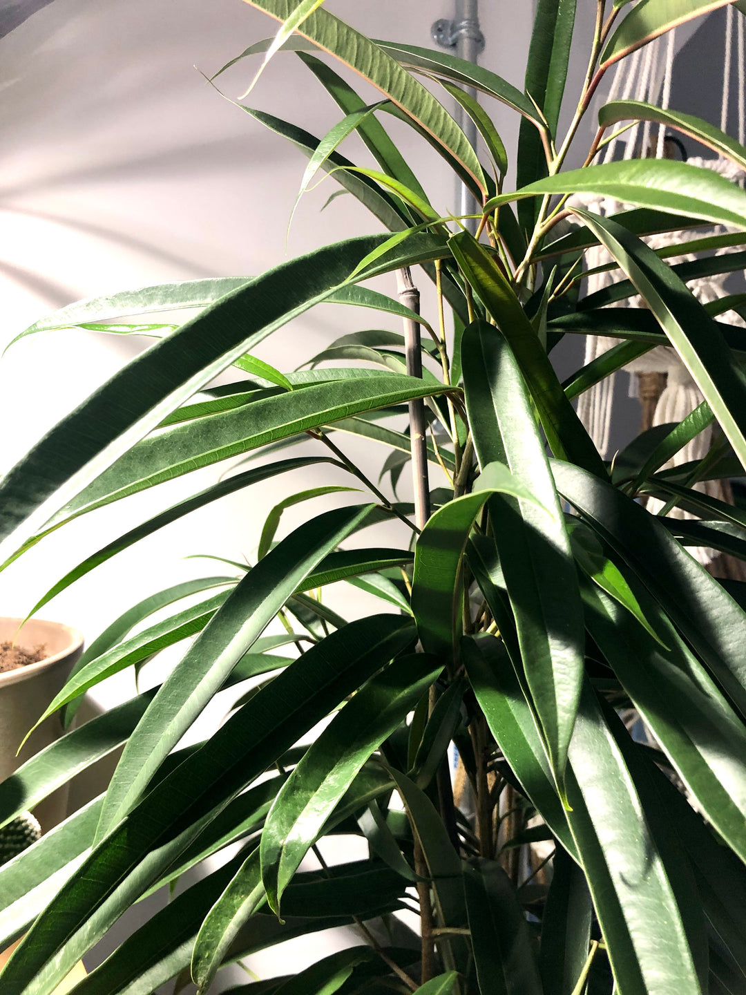 RESCUE Ficus Alii -Narrow Leaf Fig
