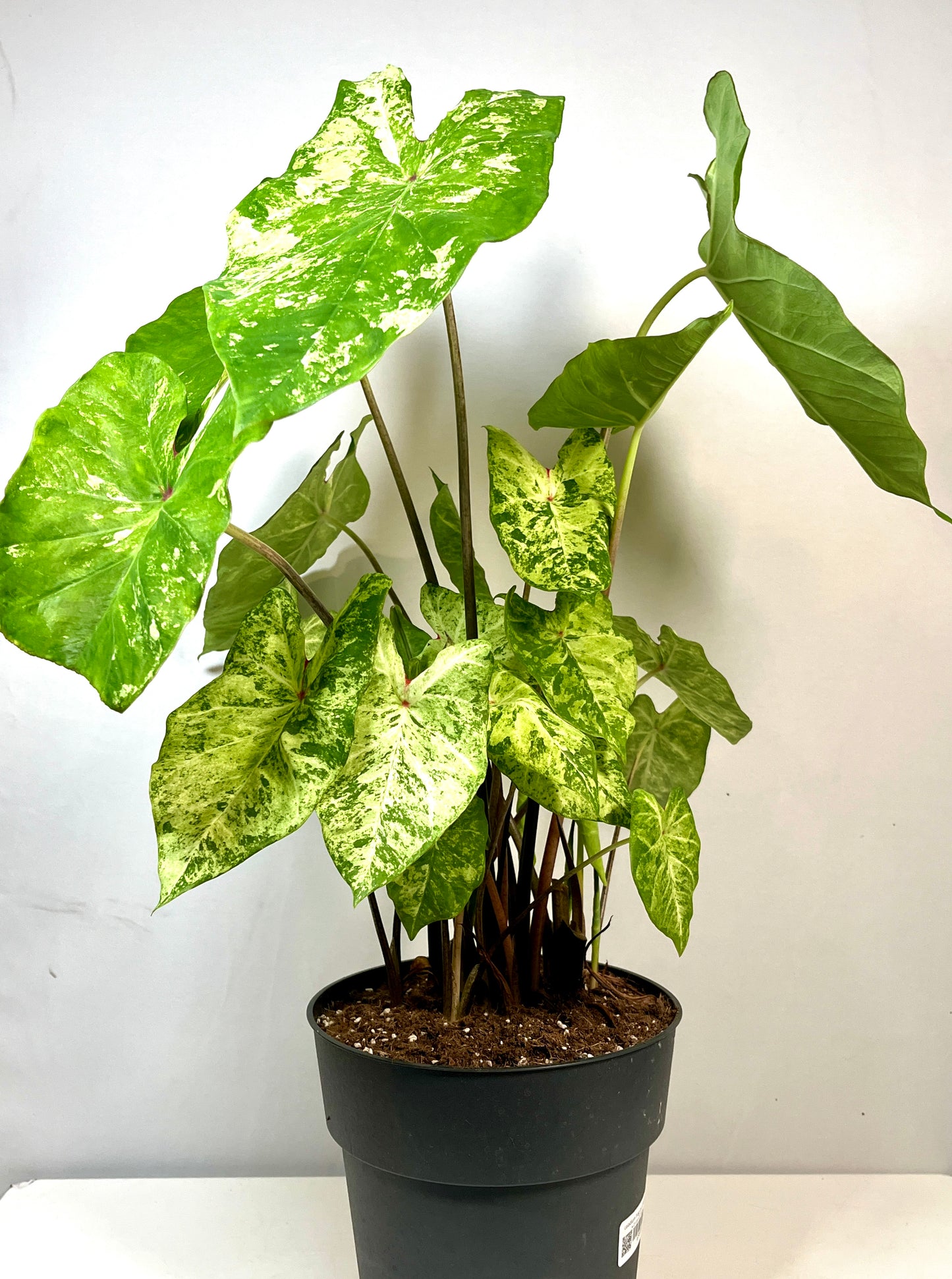 Caladium Frog in a blender