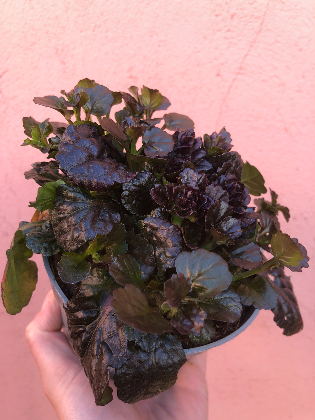 Ajuga reptans Black Scallop