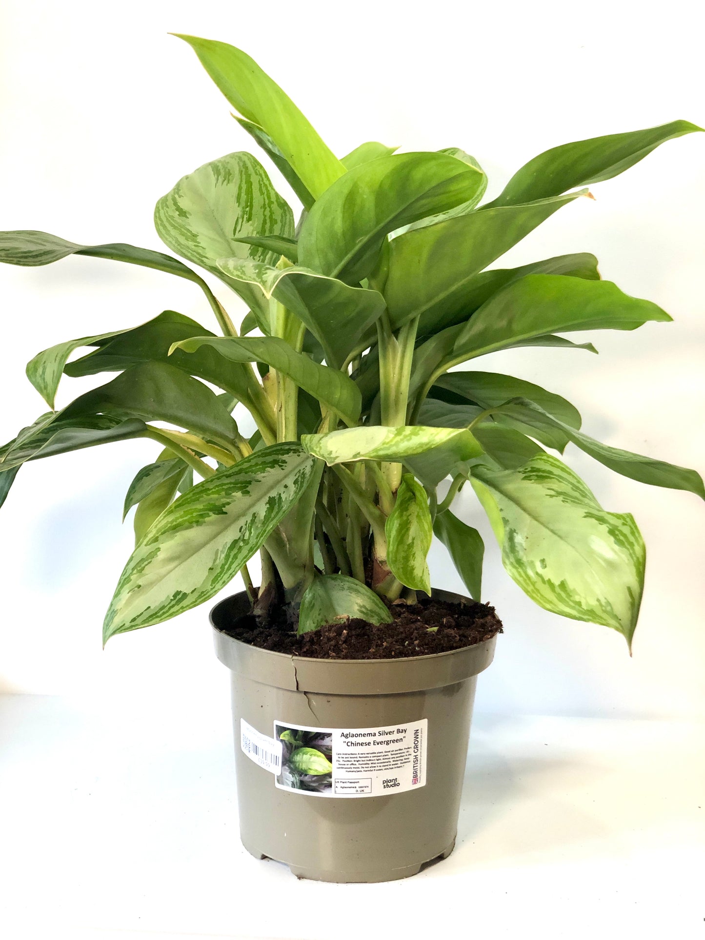 Aglaonema Silver Bay