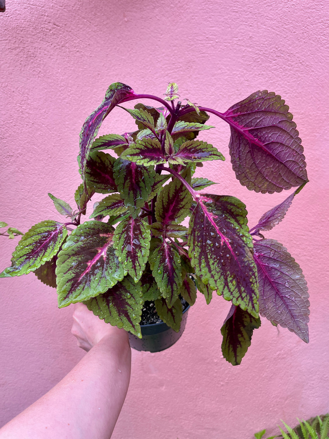 Plectranthus scutellarioides - Coleus 'Kong Rose'