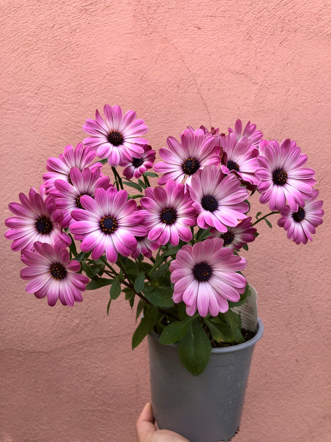 Osteospermum