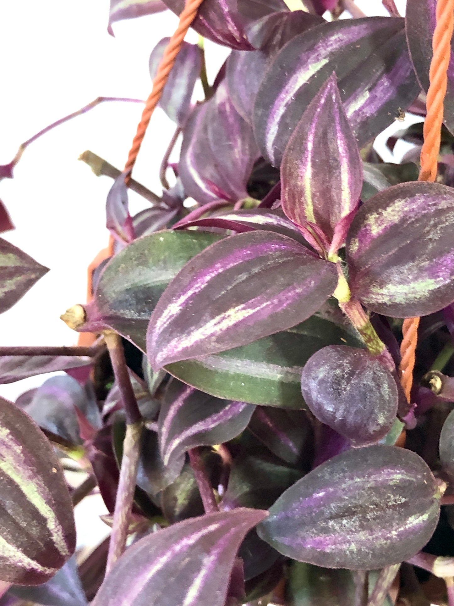 Tradescantia Zebrina