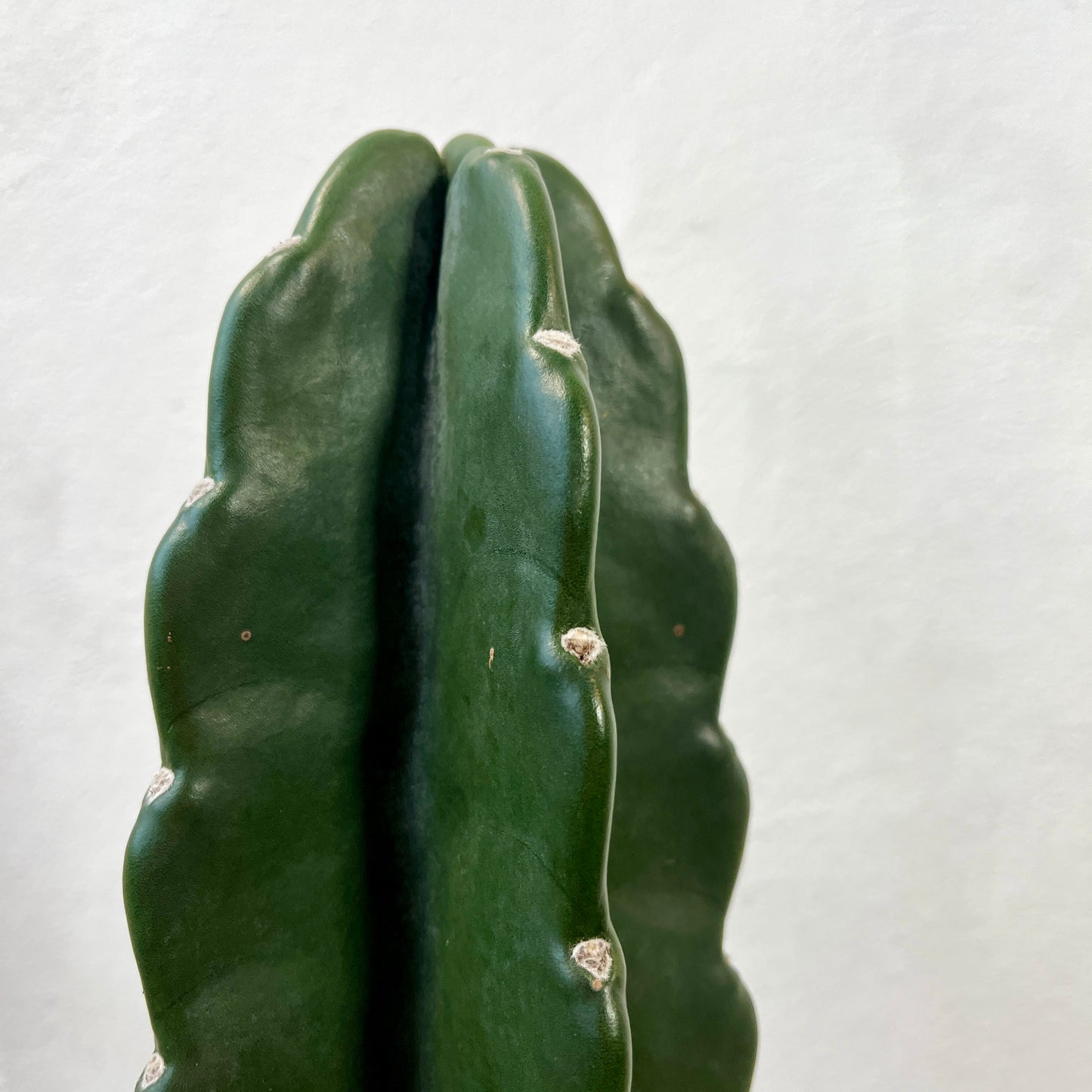 Cuddly Cactus -Cereus jamacaru hybrid- – Spineless Wonder