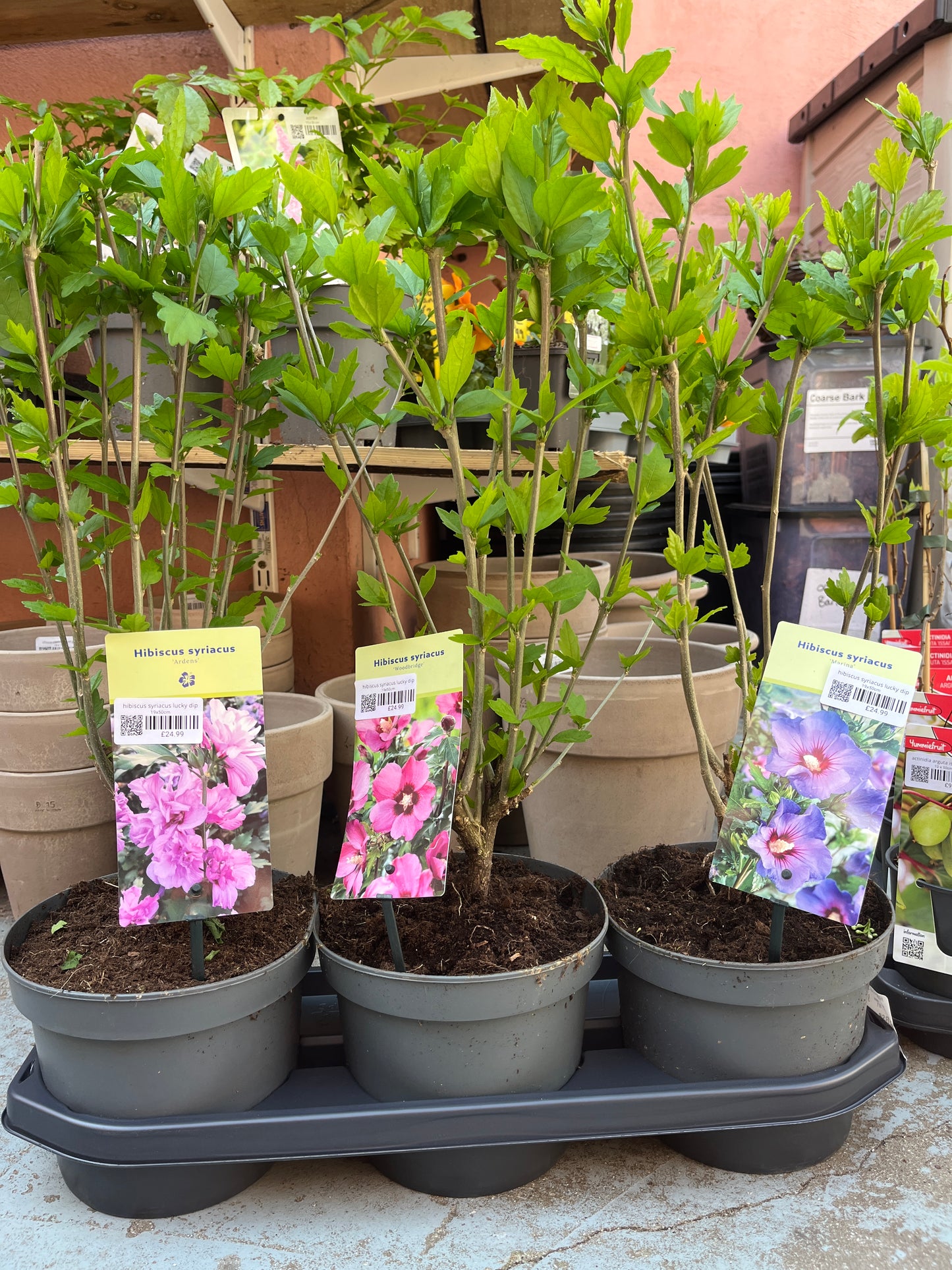 Hibiscus Syriacus lucky dip