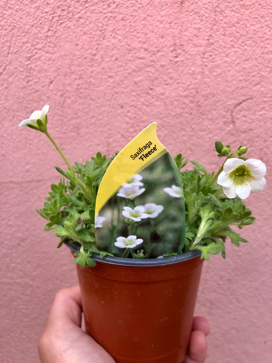 Baby Herbs Rockery and patio plants